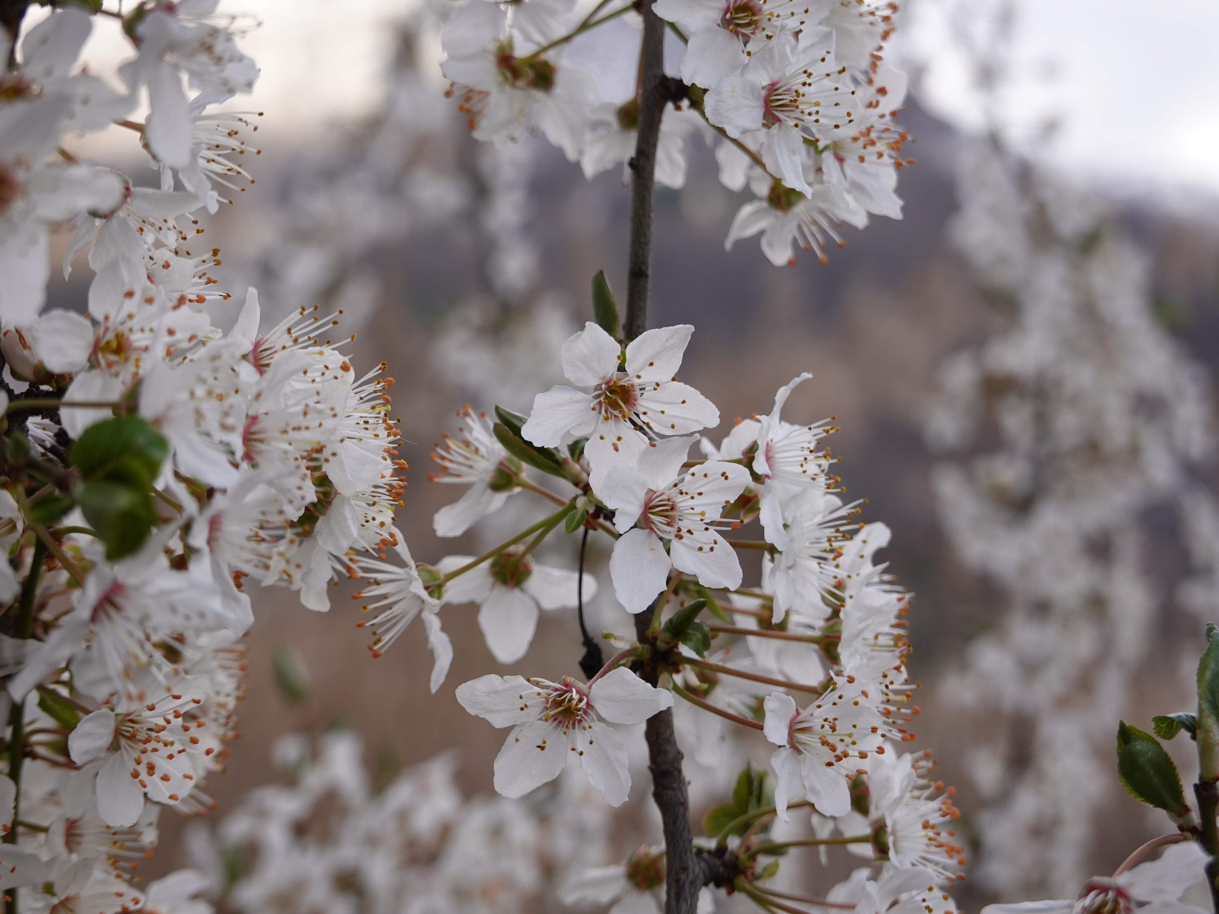 spring, flowers, cherry, white, petals, branches