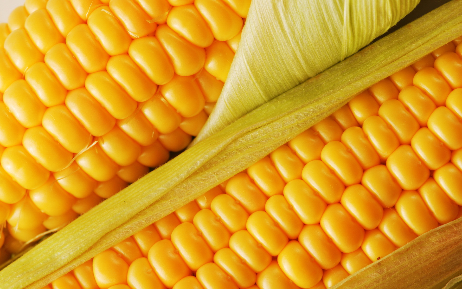 food, corn