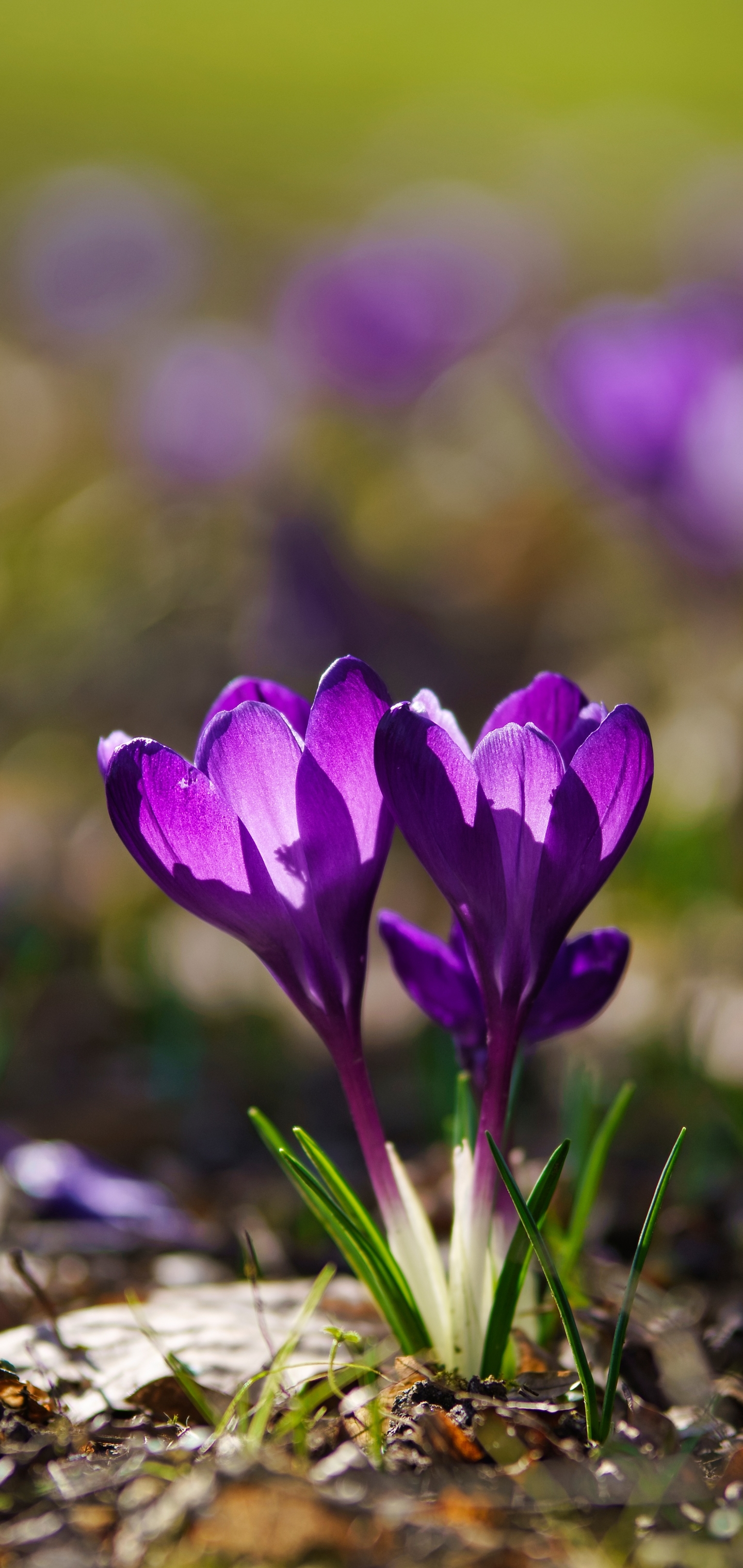 Видео снятое на телефон крокус. Крокус цветок фиолетовый. Крокус фиолетовый Лесной. Крокусы сиреневые. Крокус цветок сиреневый.