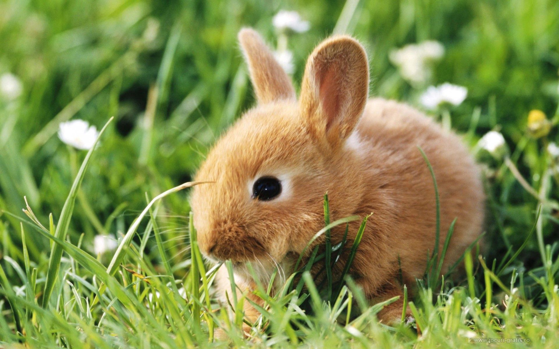 無料モバイル壁紙草, 動物, 兎, ウサギをダウンロードします。