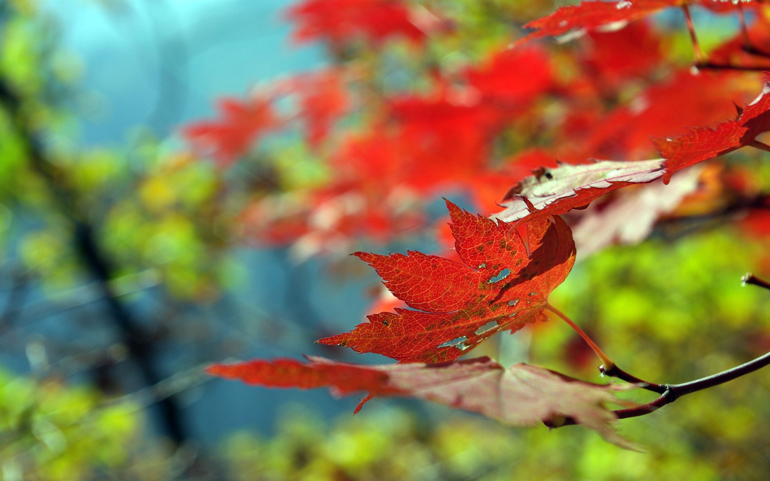 Horizontal Wallpaper autumn, leaves, macro, dry, maple