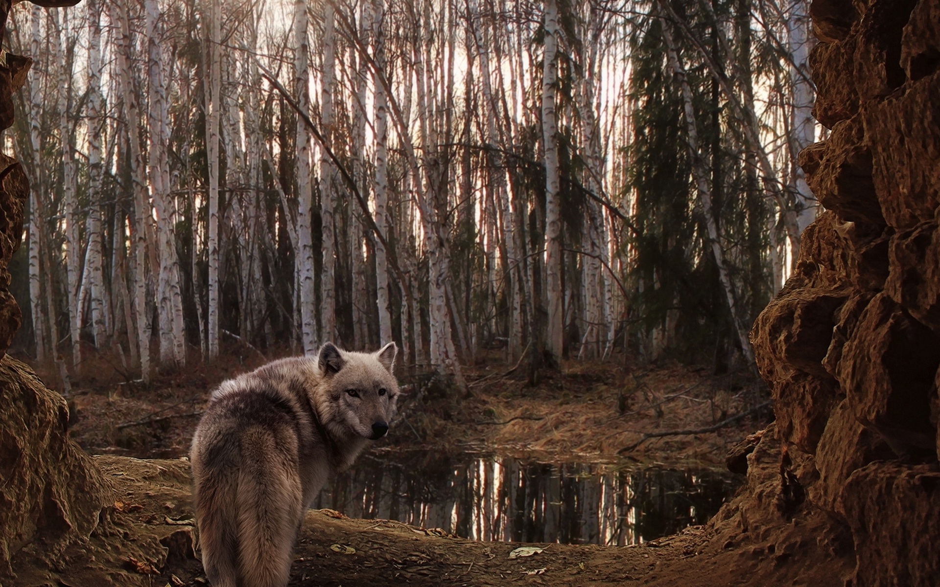 animal, wolf, birch, forest, wolves