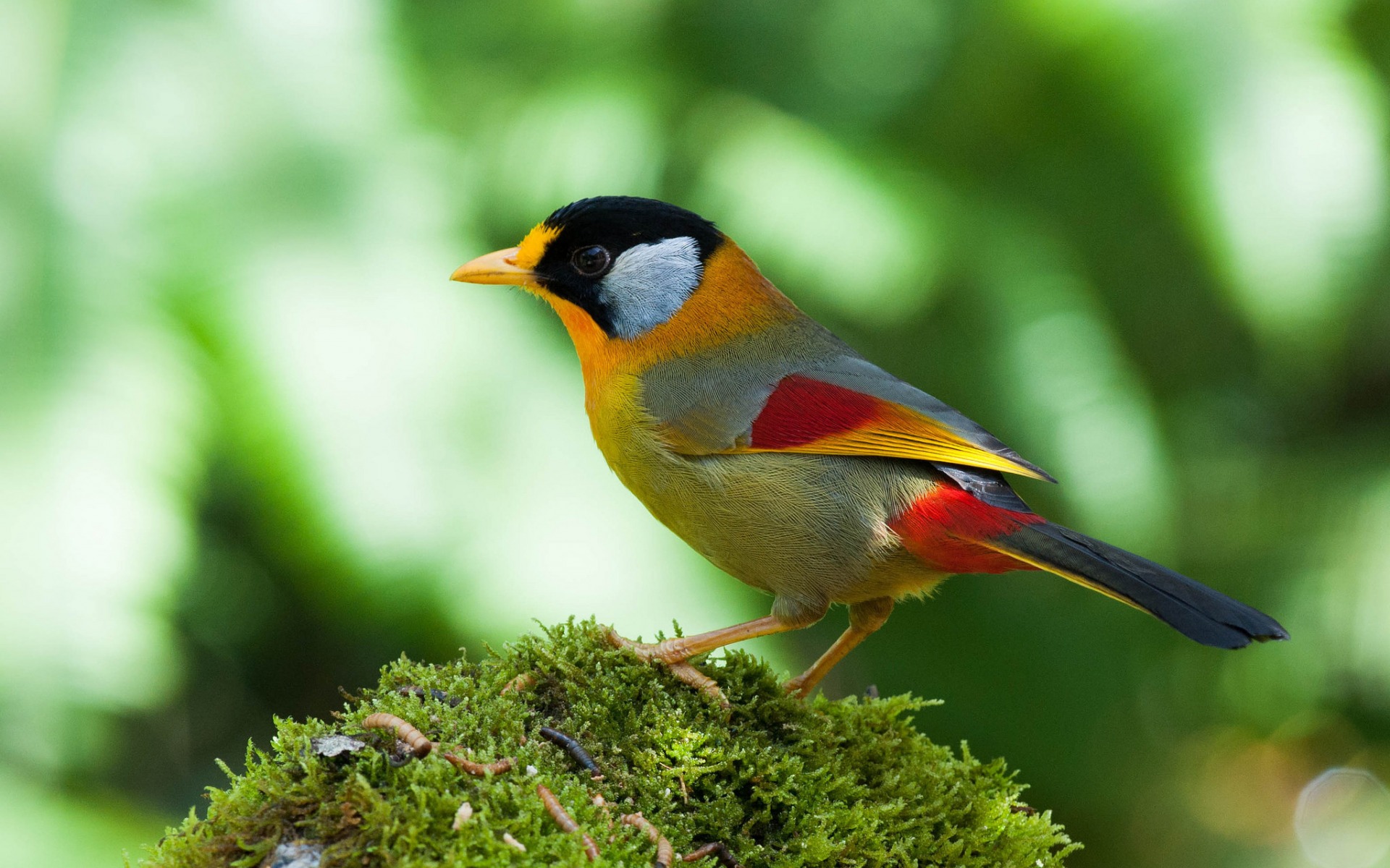 animal, warbler, bird, colorful, white eared warbler, birds