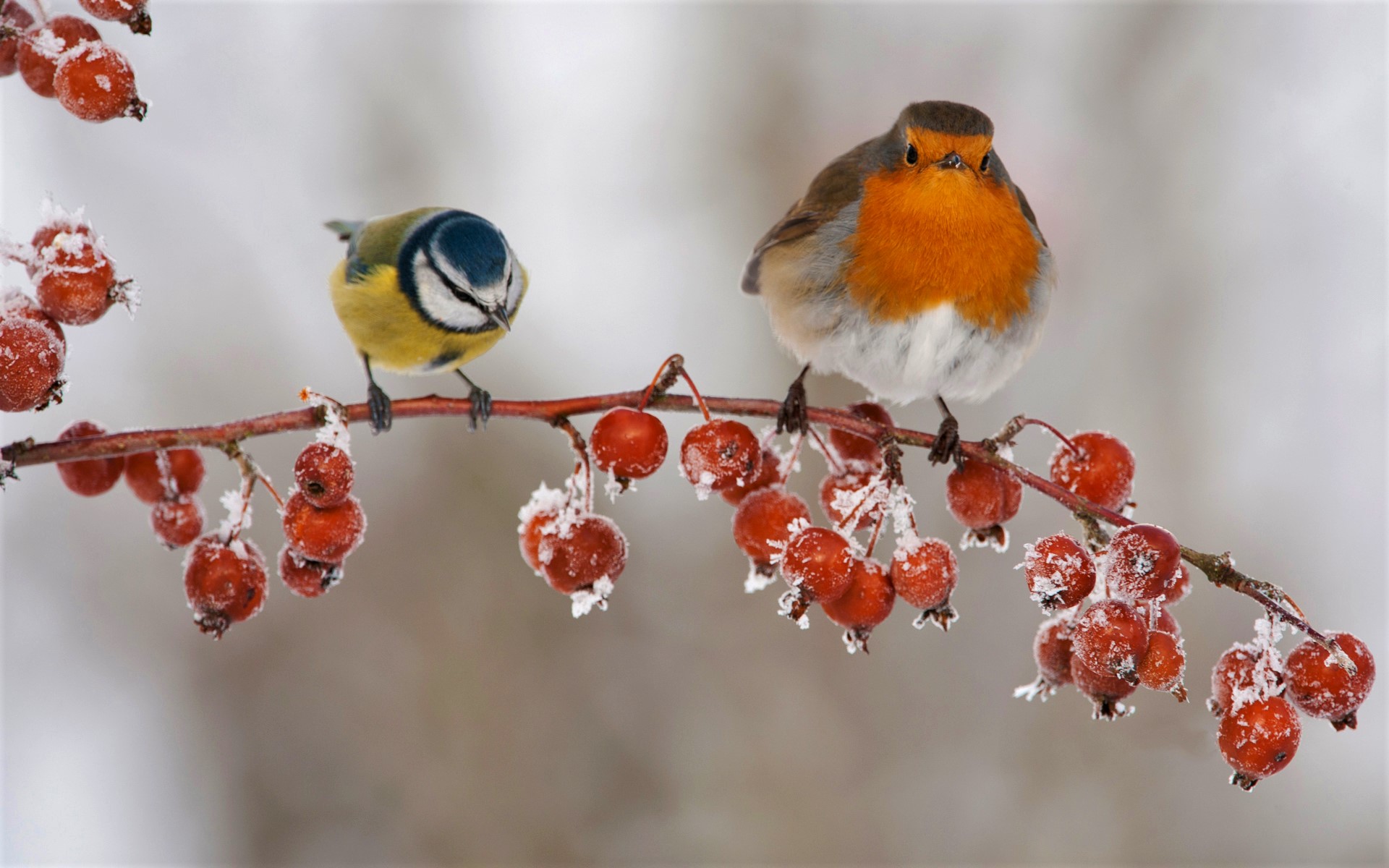 animal, bird, berry, blue tit, branch, robin, winter, birds HD wallpaper