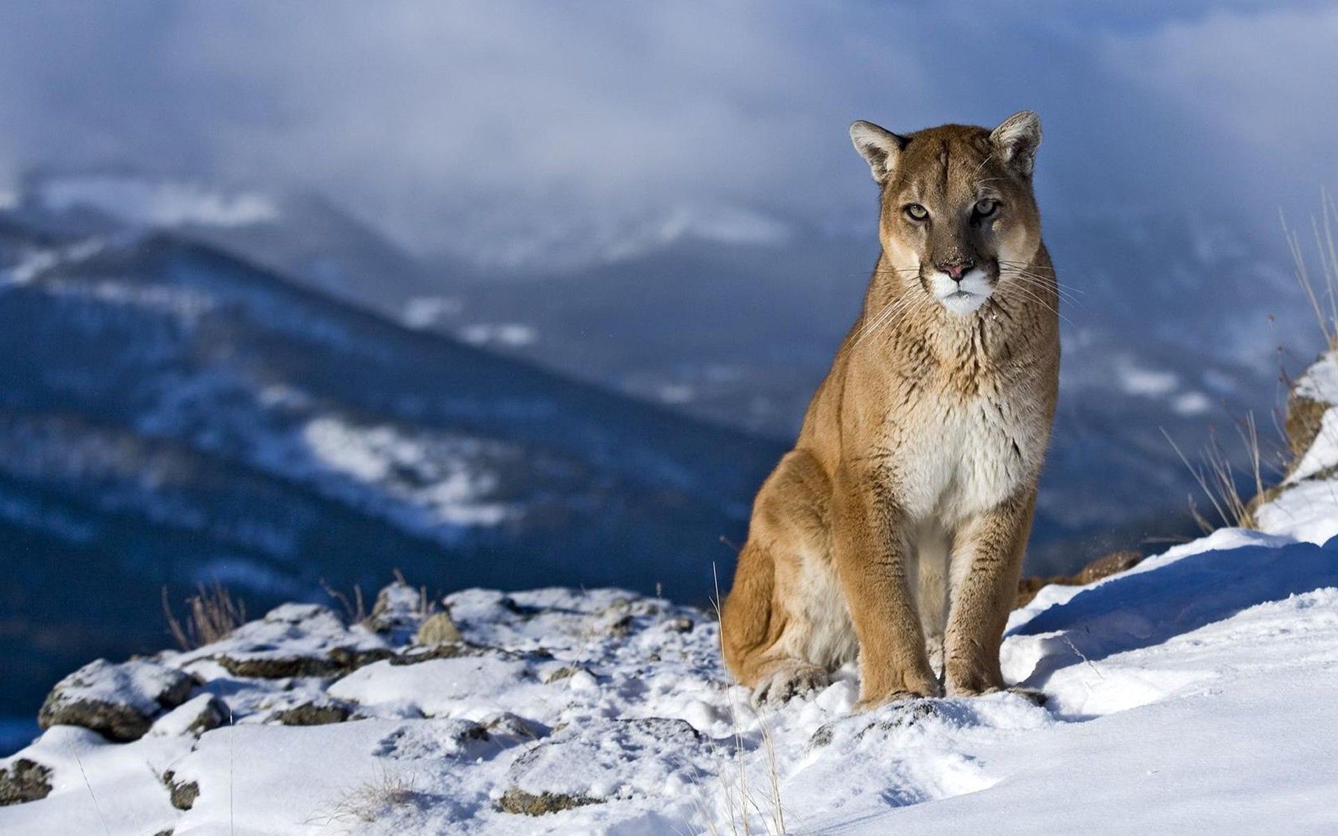Download mobile wallpaper Beautiful, Sit, Animals, Snow, Mountain, Puma for free.