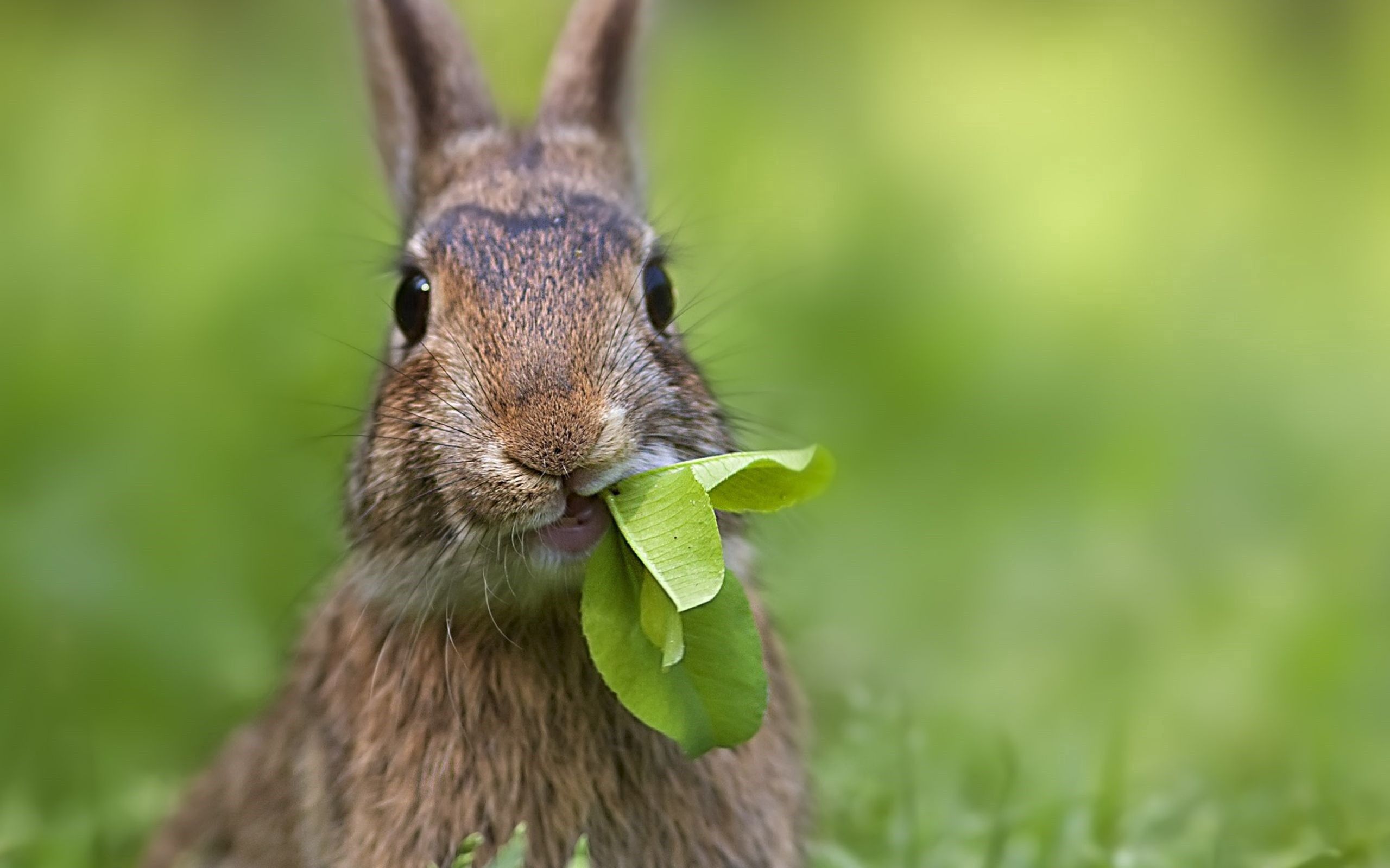Заяц с травой во рту