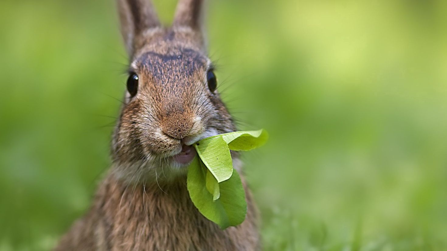 Что едят зайцы