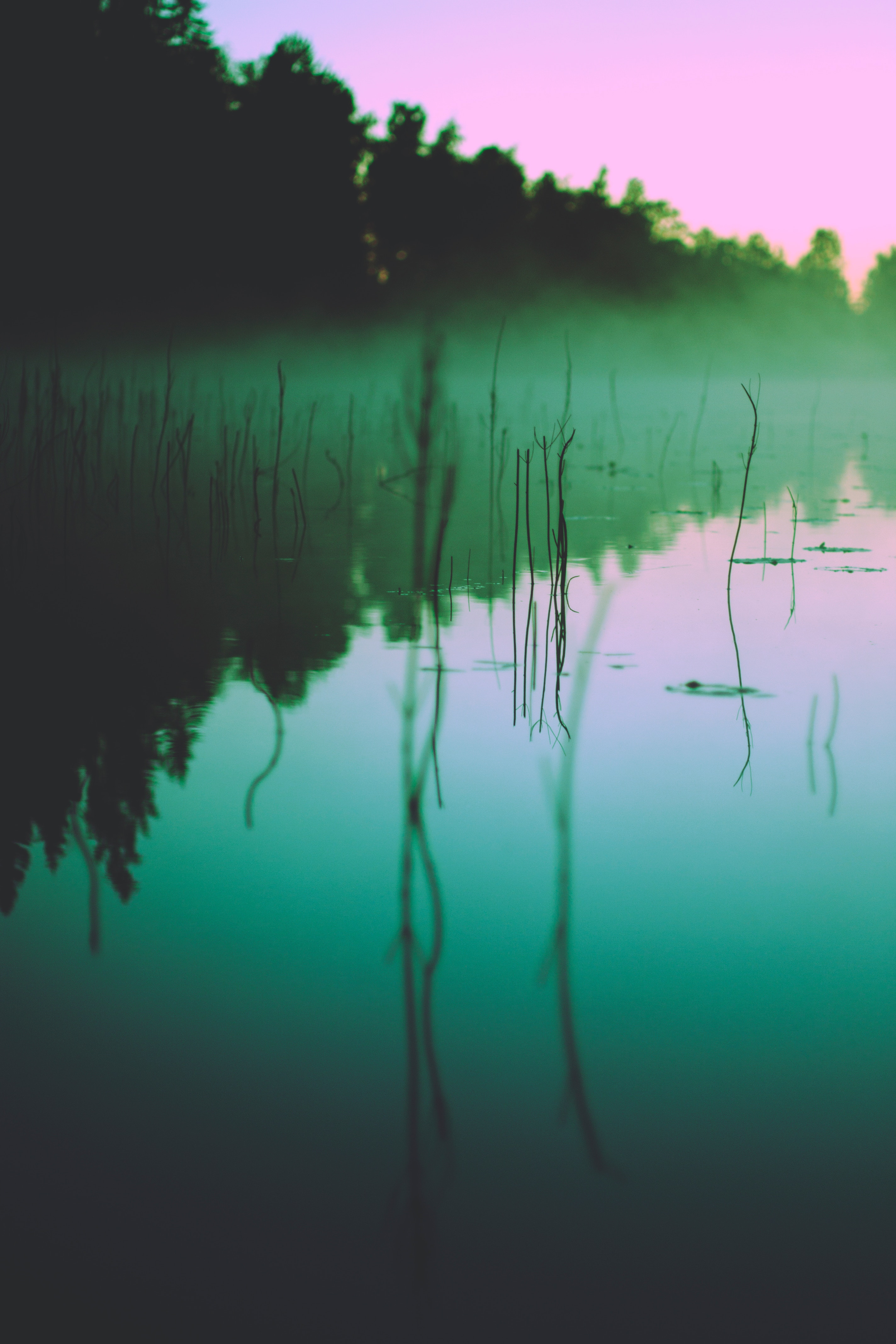 nature, trees, lake, reflection, fog, morning, seaweed, algae iphone wallpaper