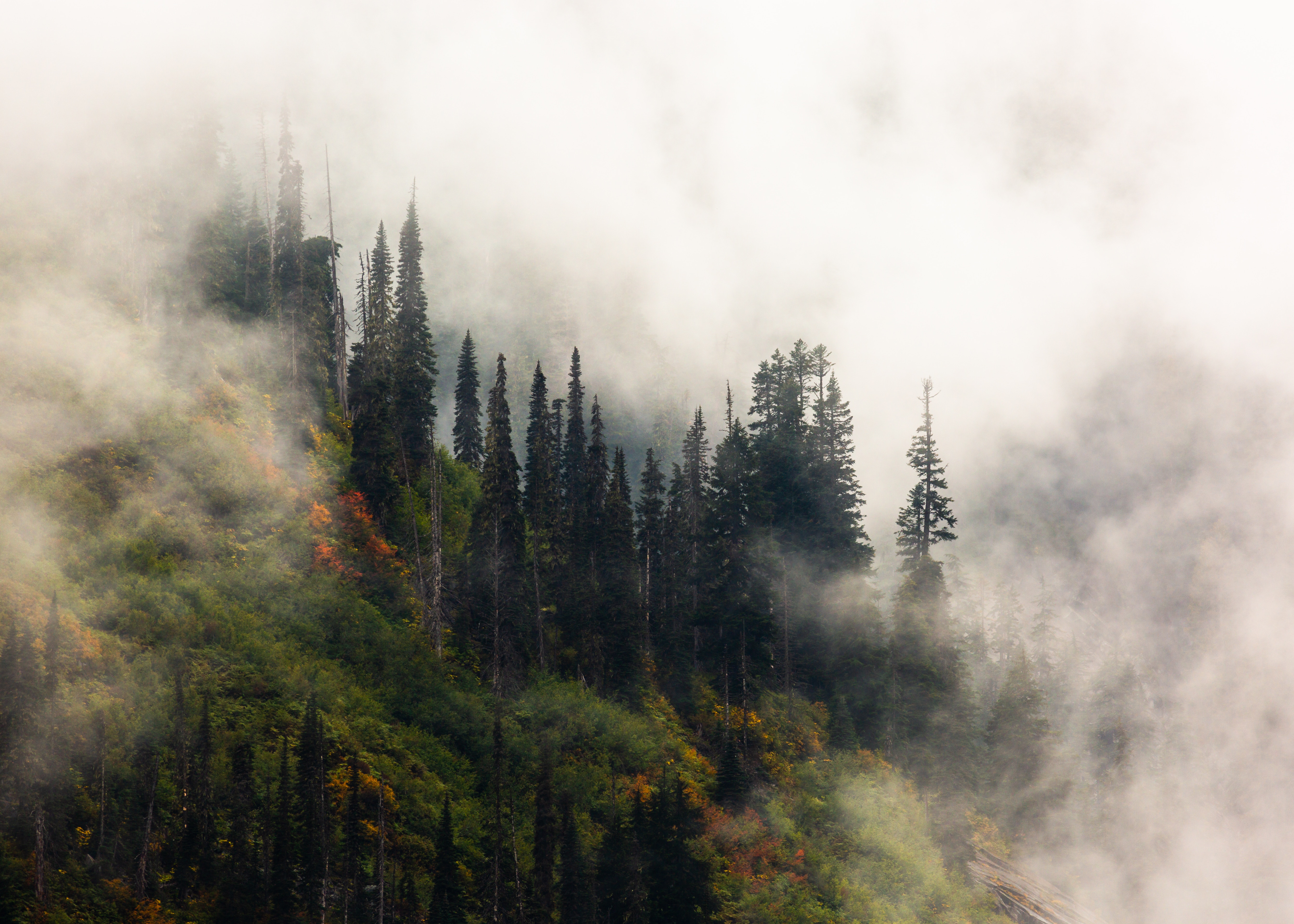nature, trees, forest, fog, elevation