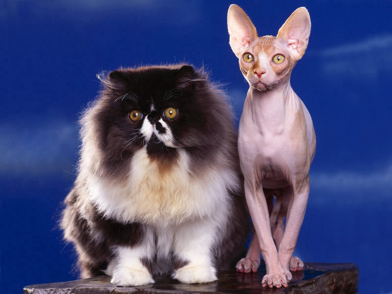 Laden Sie das Sphinx, Paar, Flauschige, Tiere, Katzen-Bild kostenlos auf Ihren PC-Desktop herunter