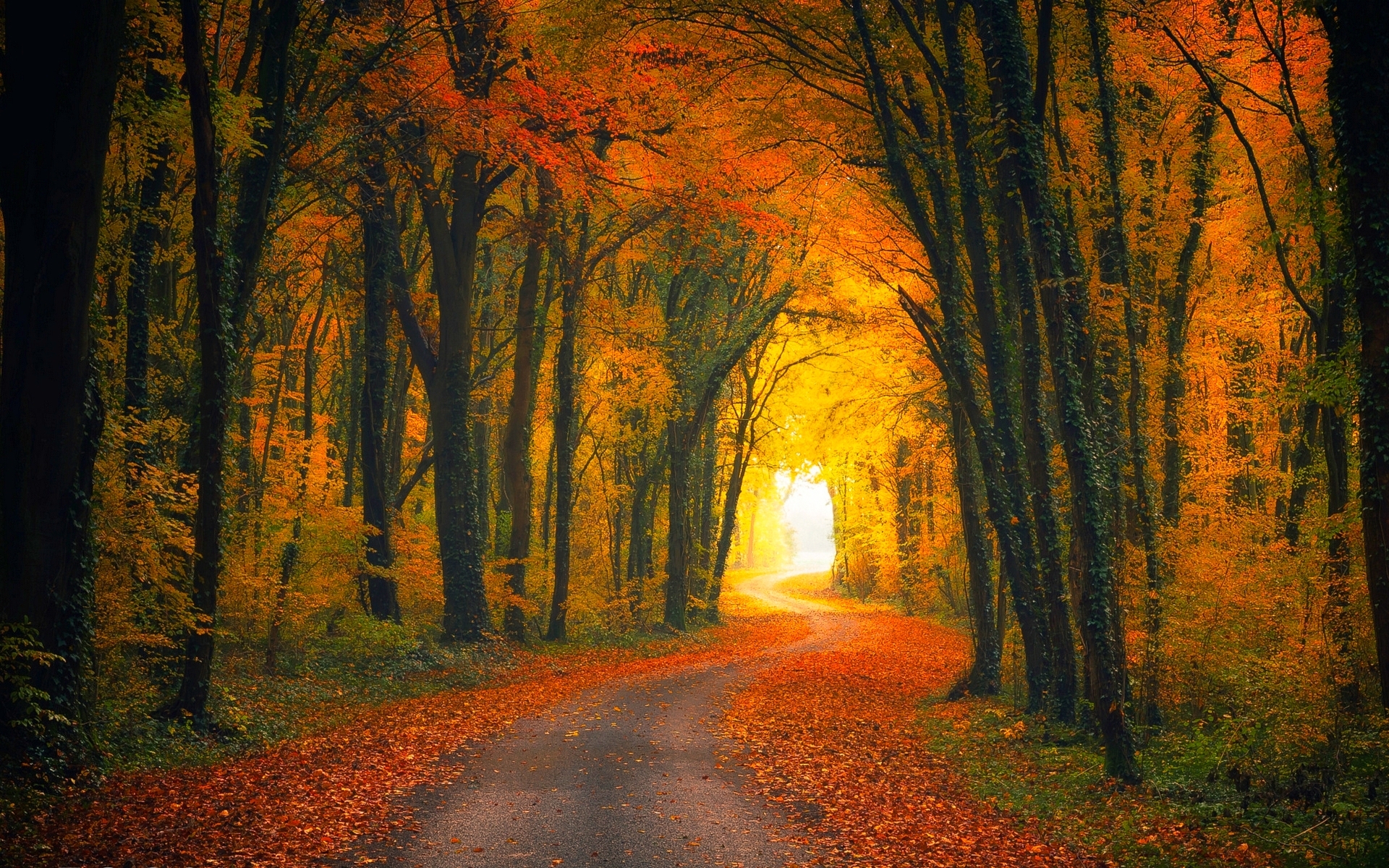 739673 скачать обои осень, золотой, дорога, сделано человеком, лес, дерево - заставки и картинки бесплатно