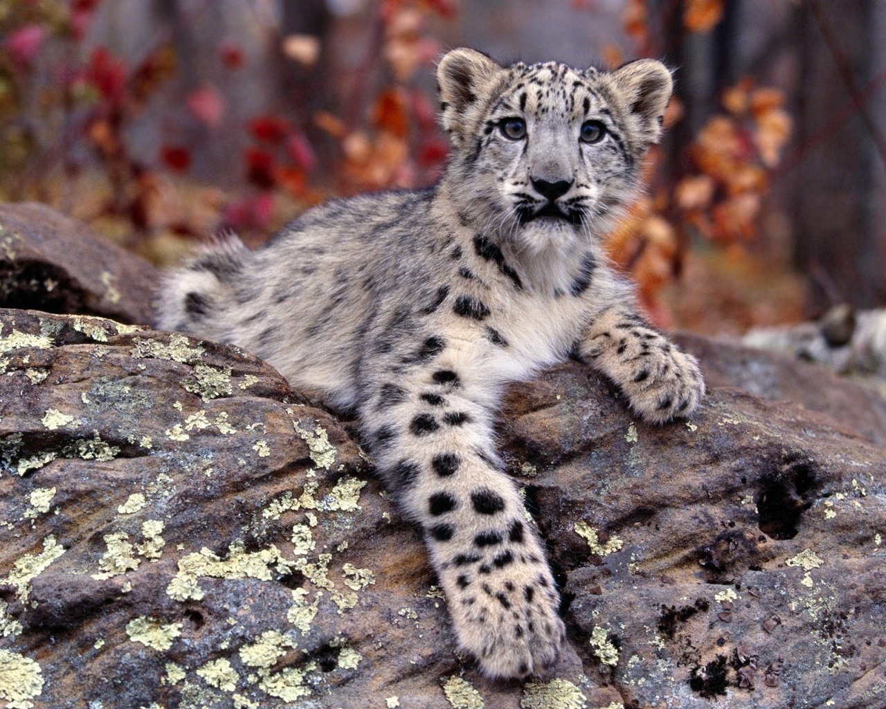 Снежный Барс (Ирбис, снежный леопард) детеныш