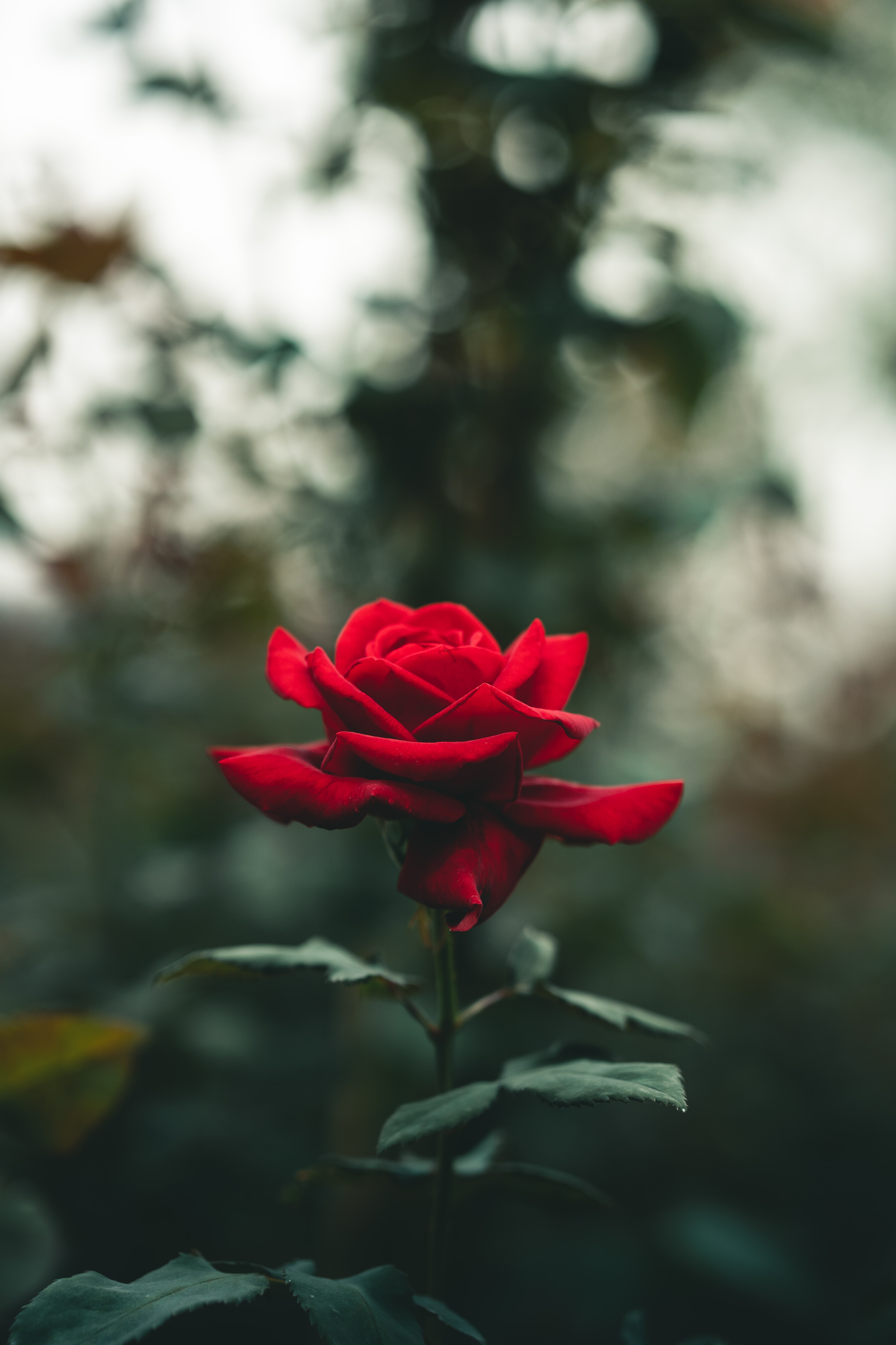 rose flower, blur, flowers, red, flower, rose, petals QHD