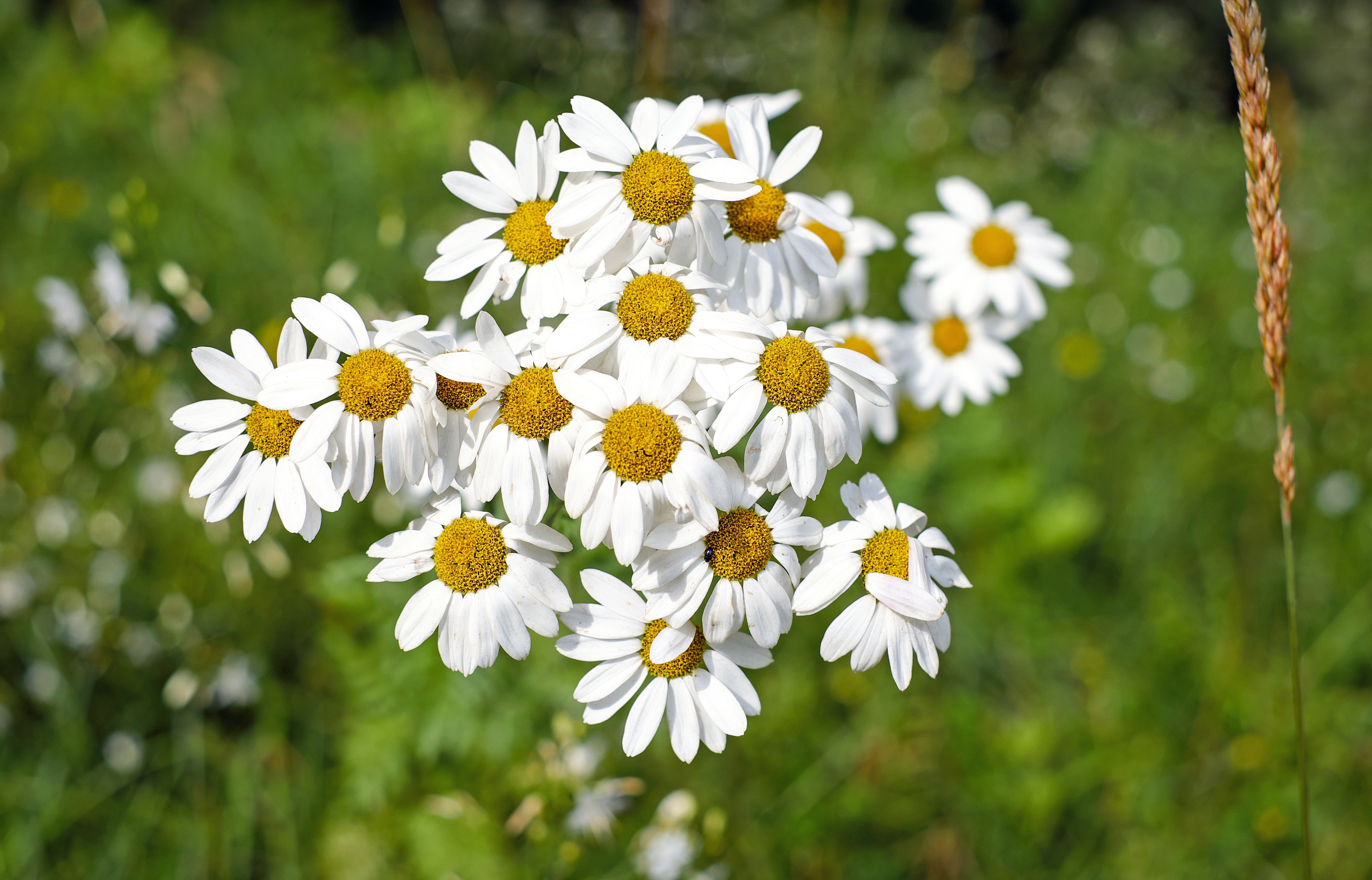 wallpapers earth, daisy, chamomile, close up, flower, nature, summer, wildflower, flowers