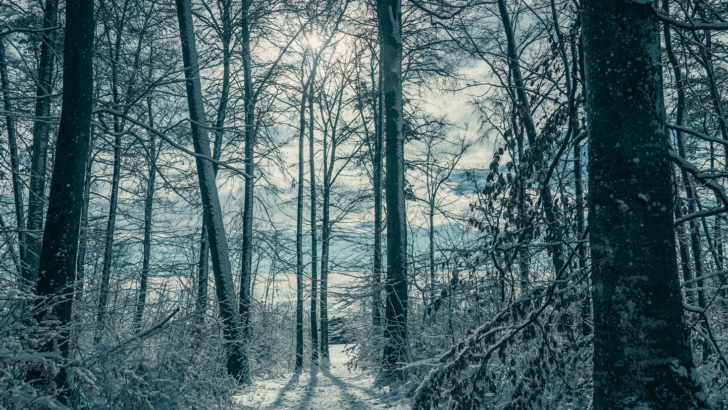 Зимний лес 2560 x 1440