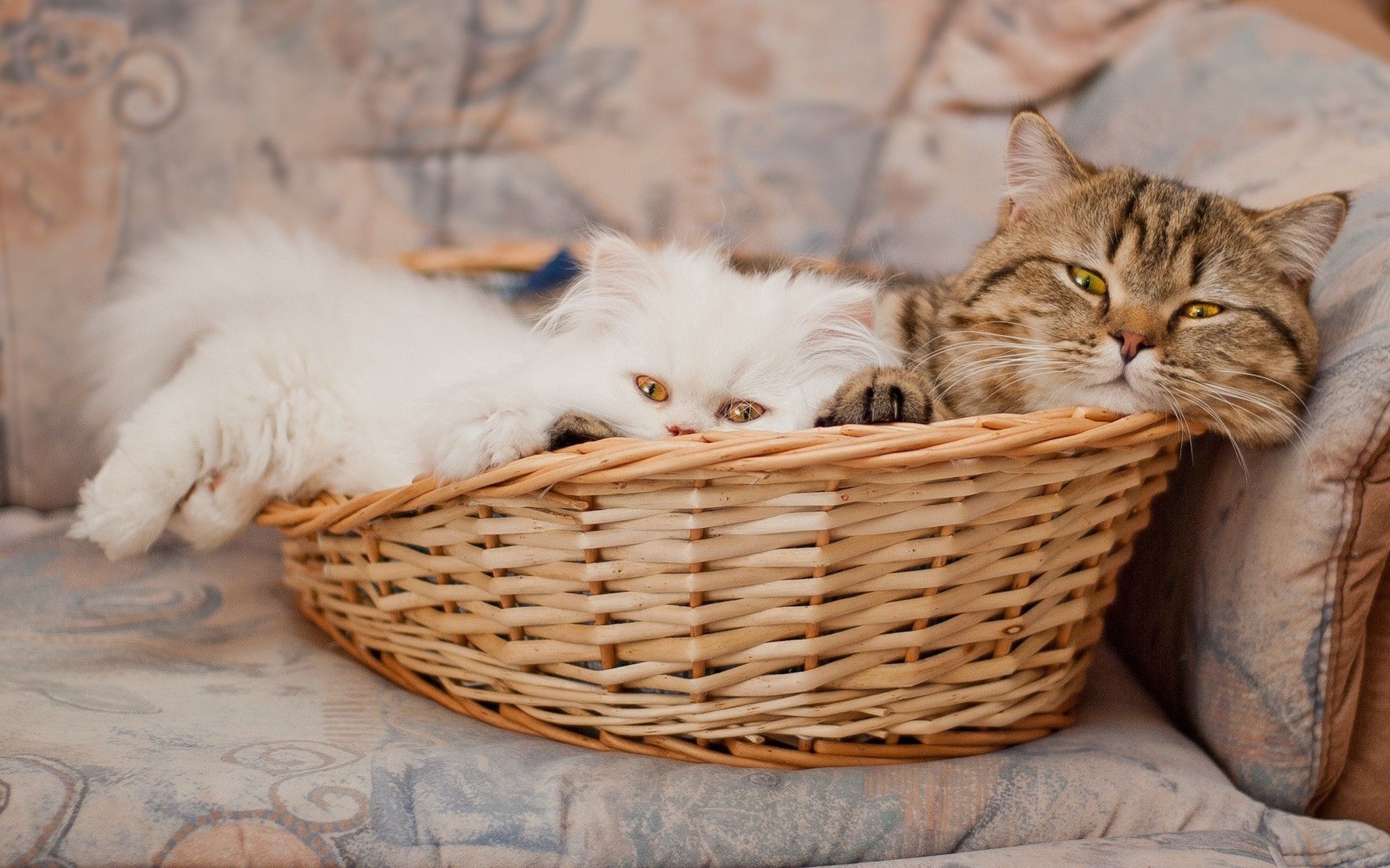 Download mobile wallpaper Lie, Muzzle, Animals, To Lie Down, Basket, Cats for free.