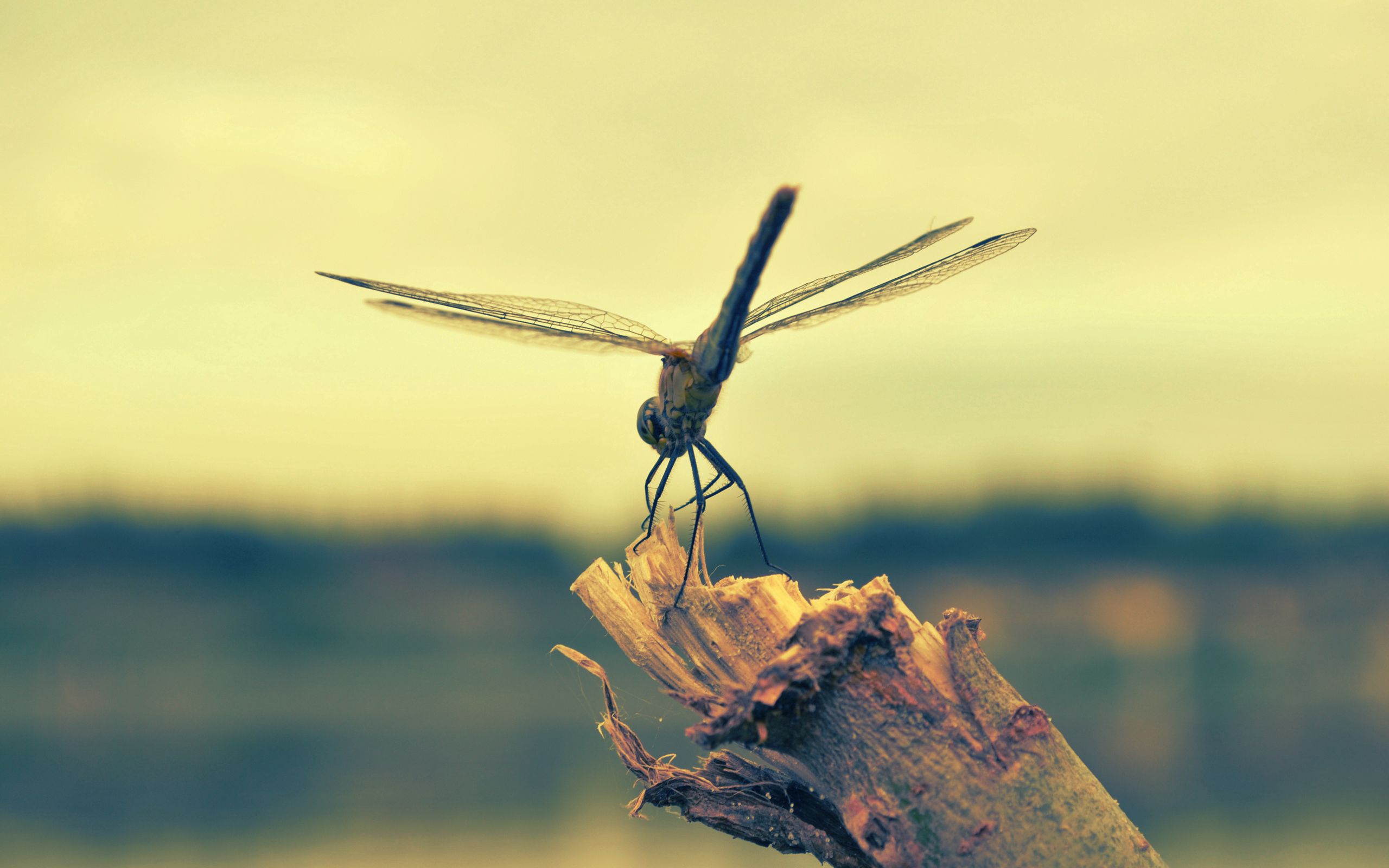 Free download wallpaper Macro, Insect, Flight, Dragonfly, Wood, Wooden on your PC desktop