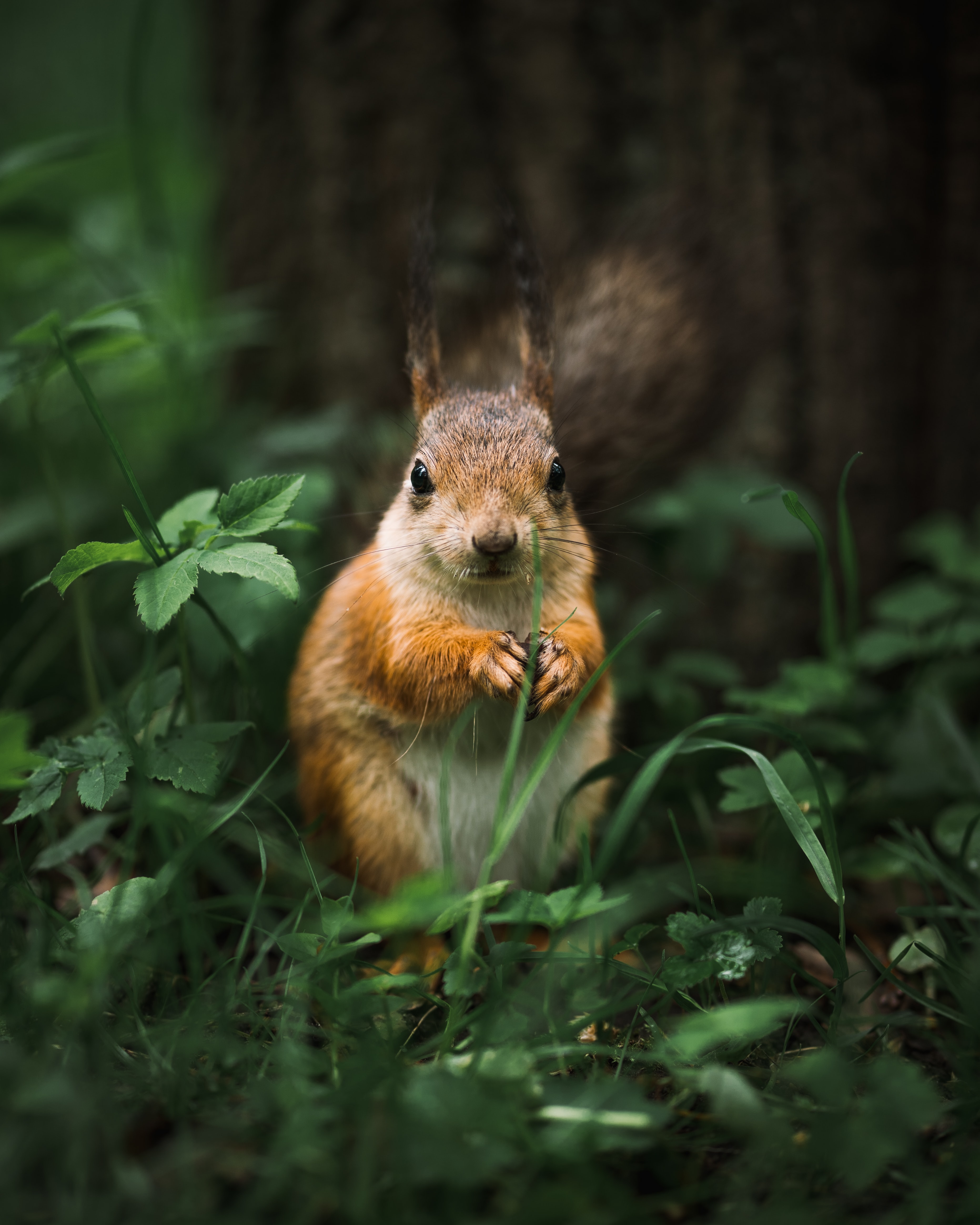 Squirrel HD photos