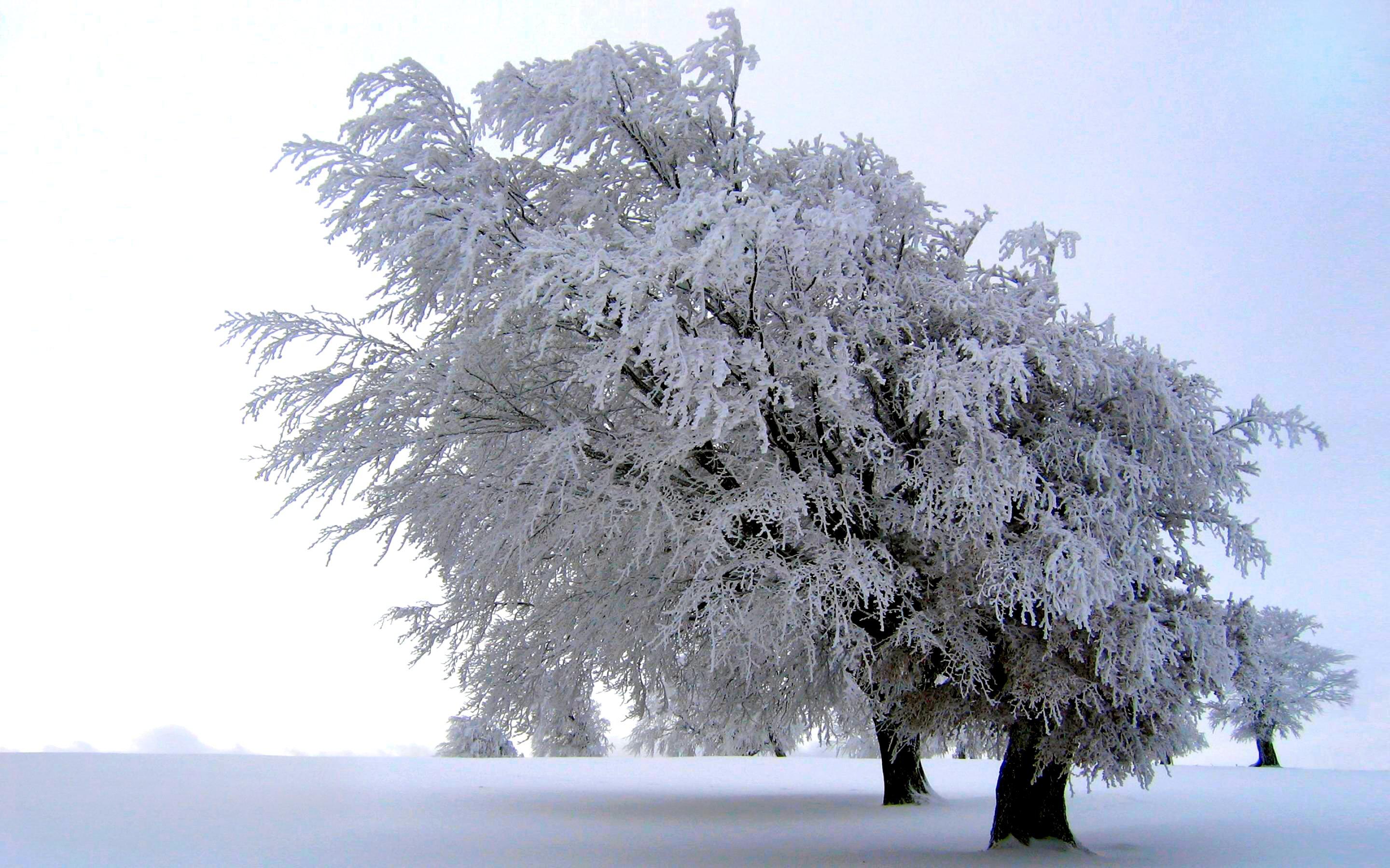 trees, earth, tree, frost, meadow, scenic, snow, white, winter