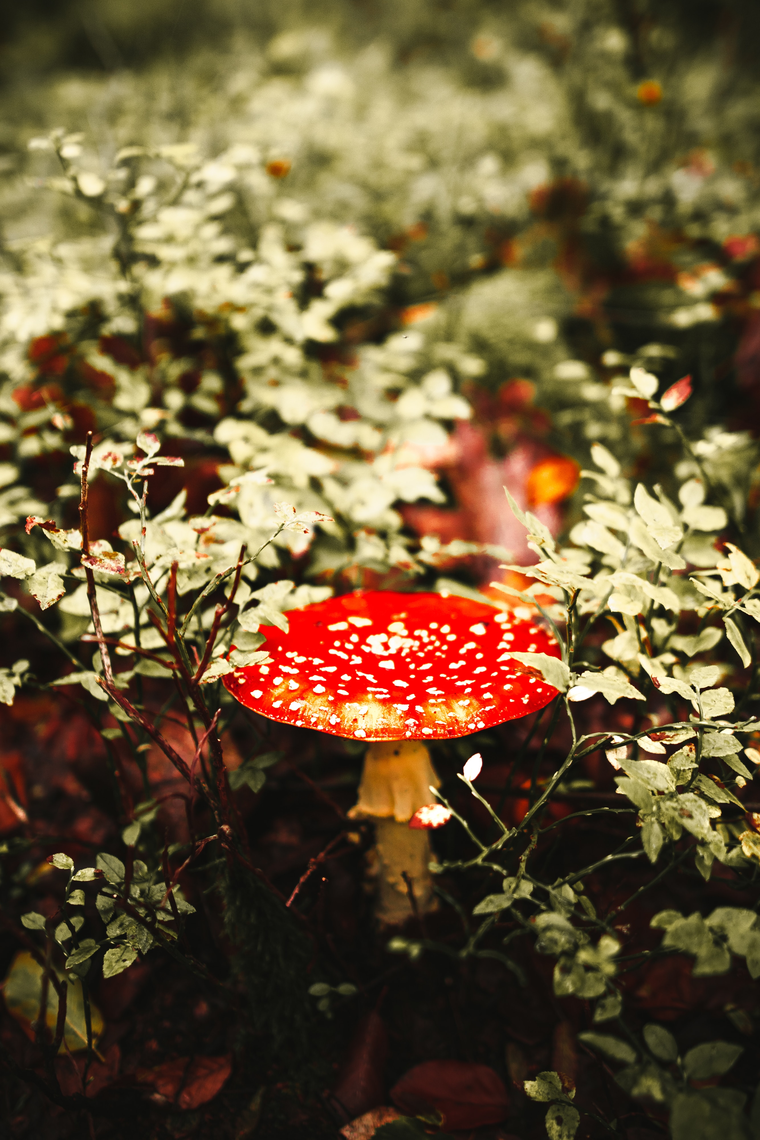 wallpapers mushroom, red, macro, spotted, spotty, fly agaric