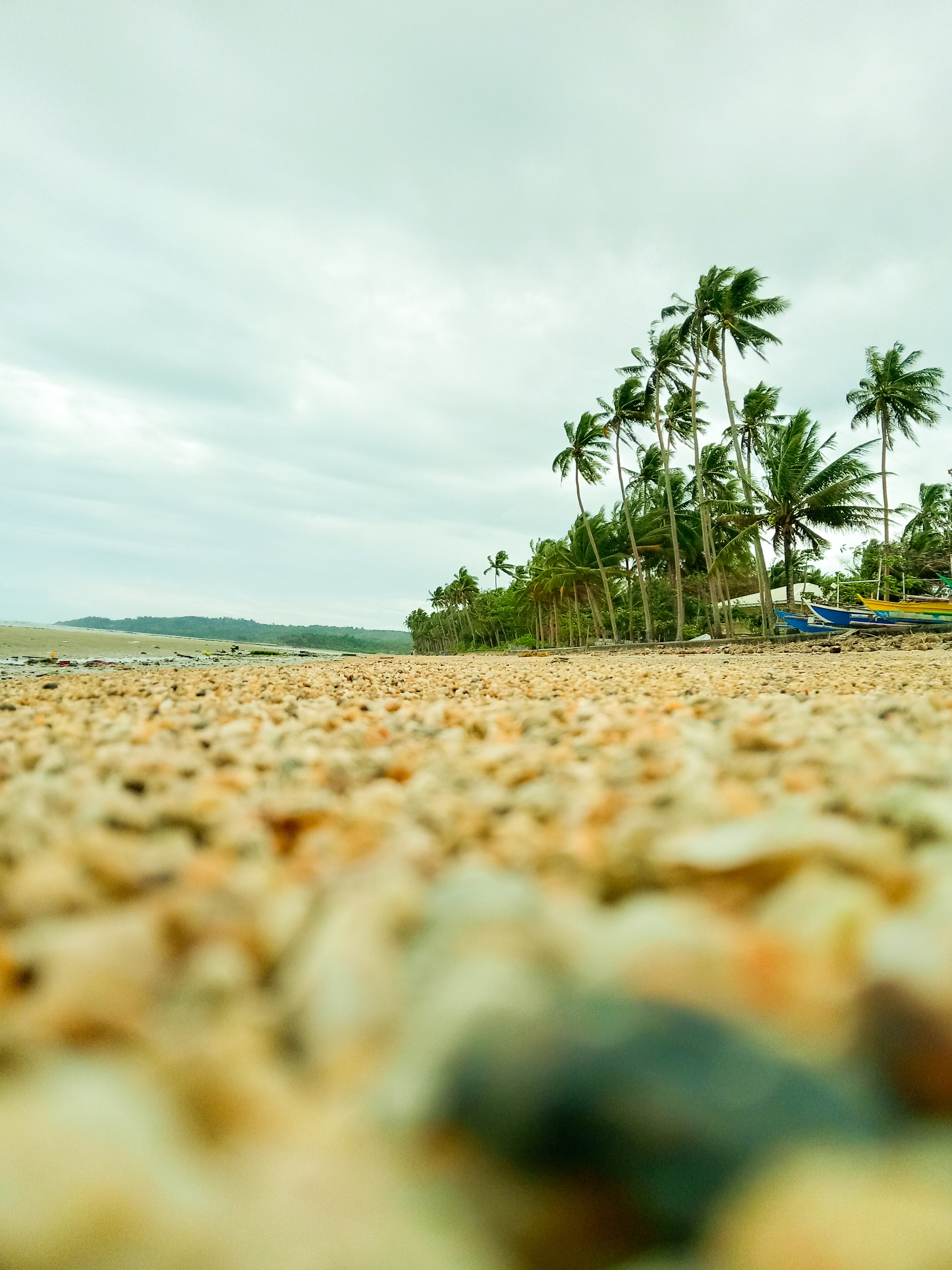 palms, nature, pebble, beach, coast 4K Ultra