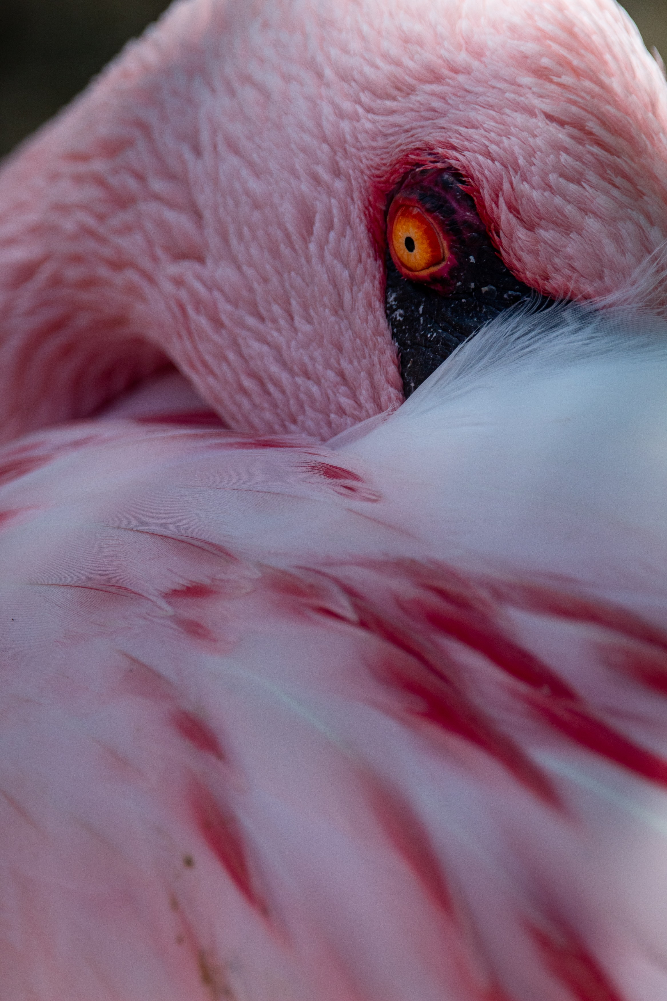 154725 économiseurs d'écran et fonds d'écran Flamingo sur votre téléphone. Téléchargez  images gratuitement