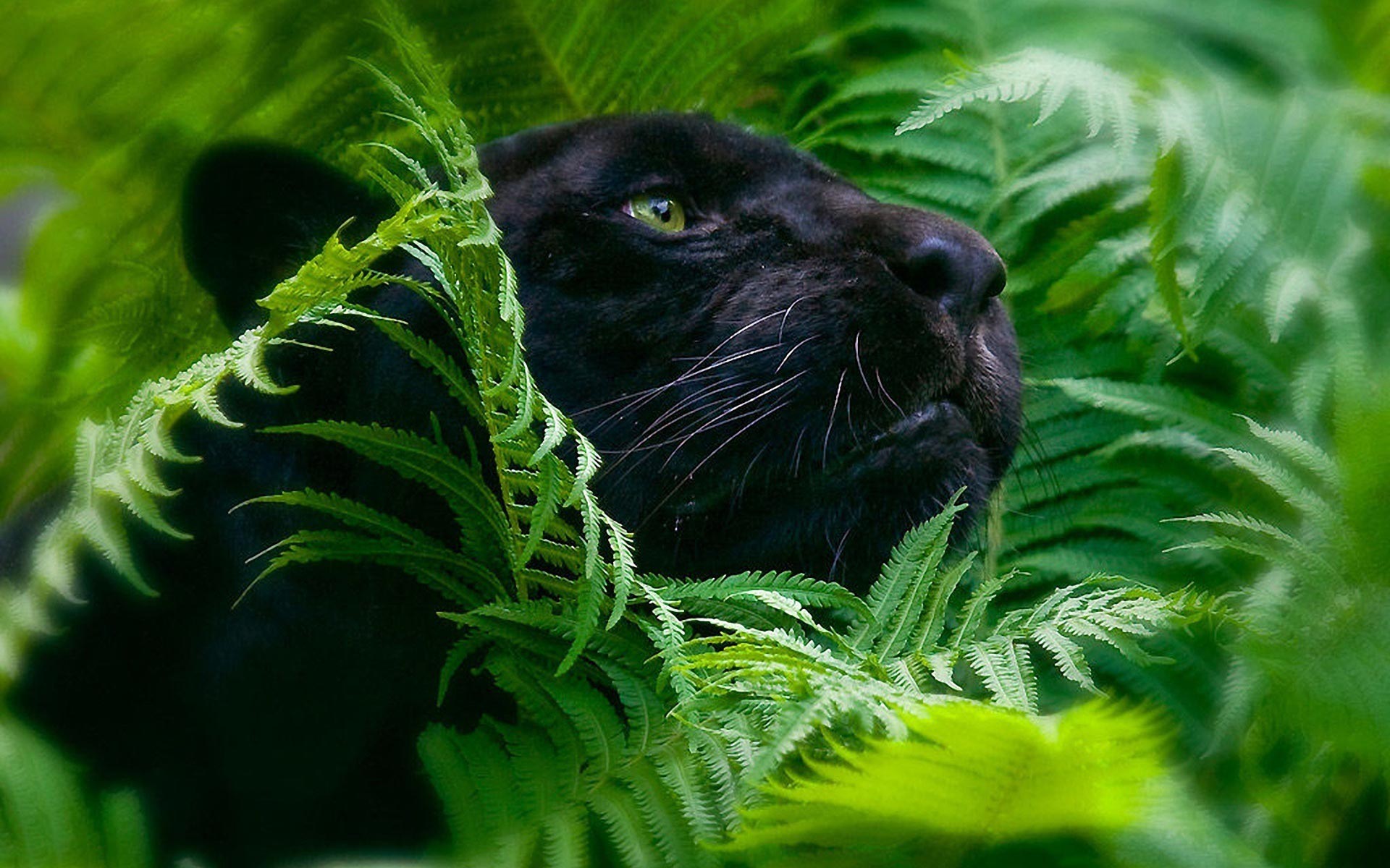 black panther, cats, animal phone background