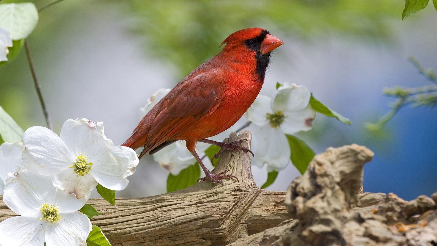 Птичка красный Кардинал