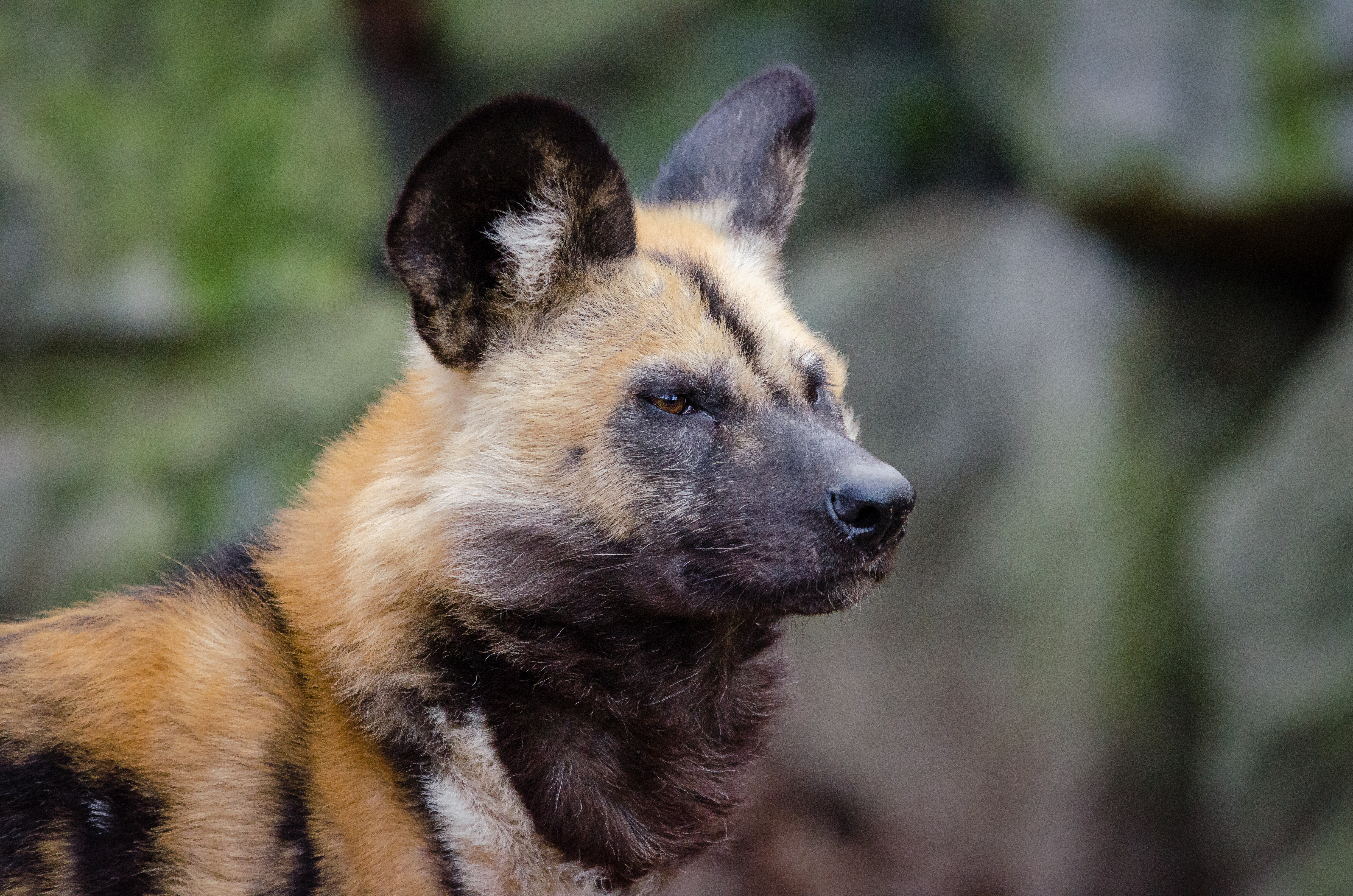 137714 descargar fondo de pantalla animales, bozal, depredador, perro hiena, perro en forma de hieno: protectores de pantalla e imágenes gratis