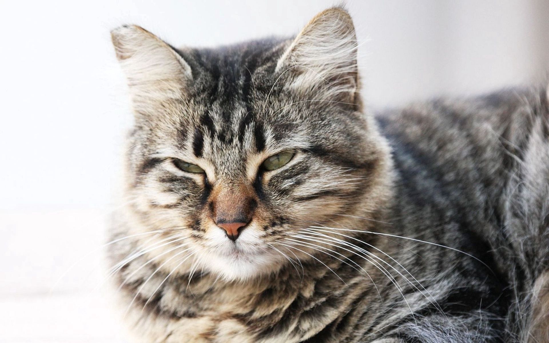 animals, cat, muzzle, striped, squint, blink Full HD