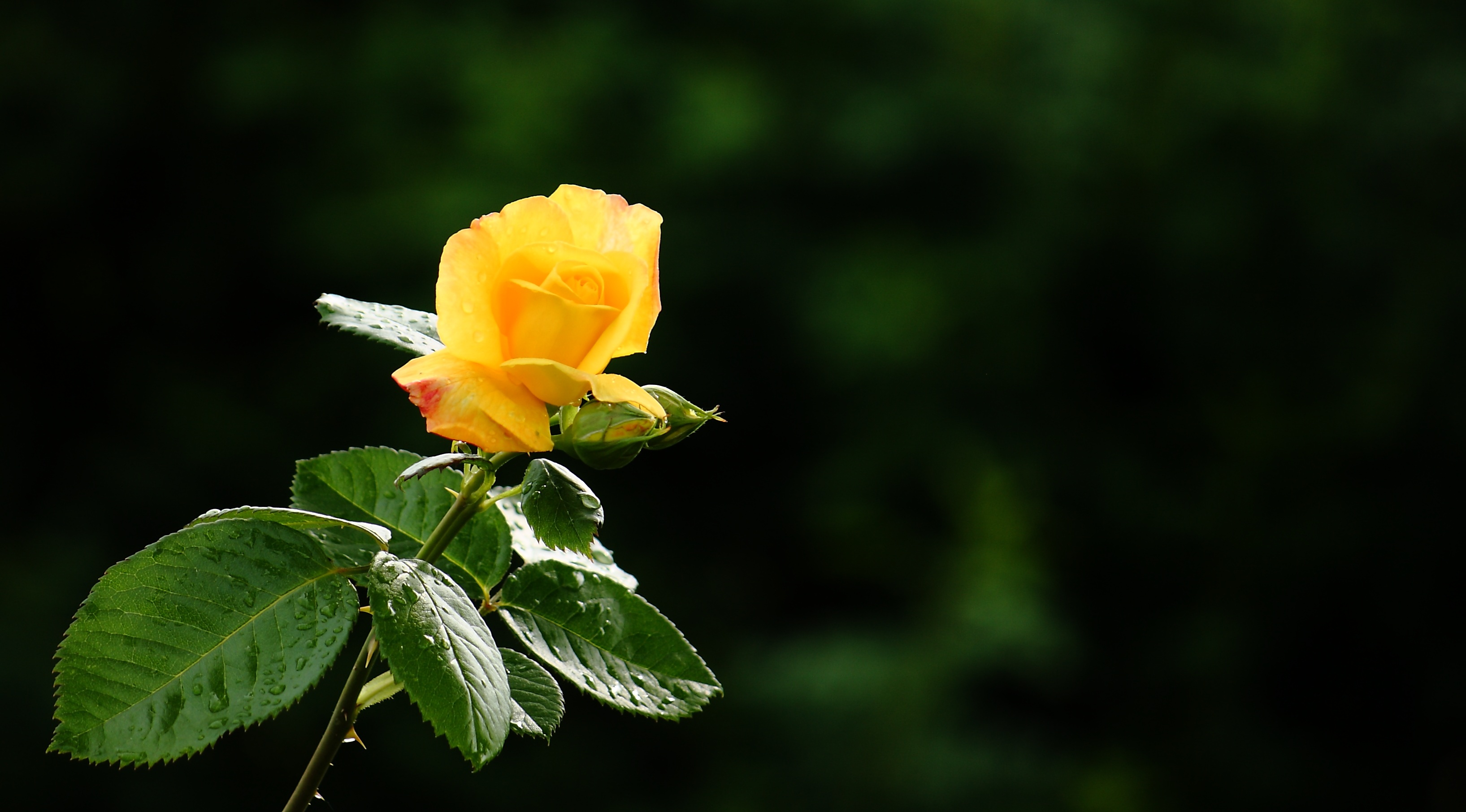 Жёлтая роза с шипами