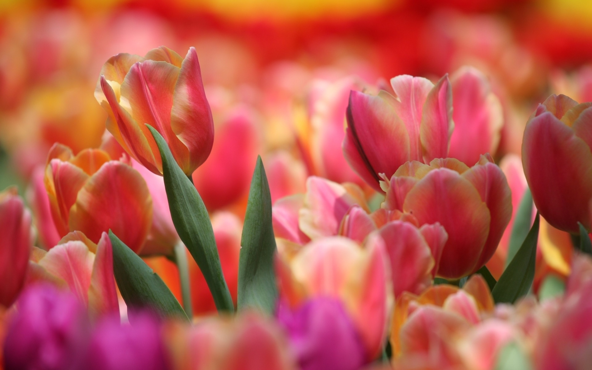 Free download wallpaper Plants, Tulips on your PC desktop