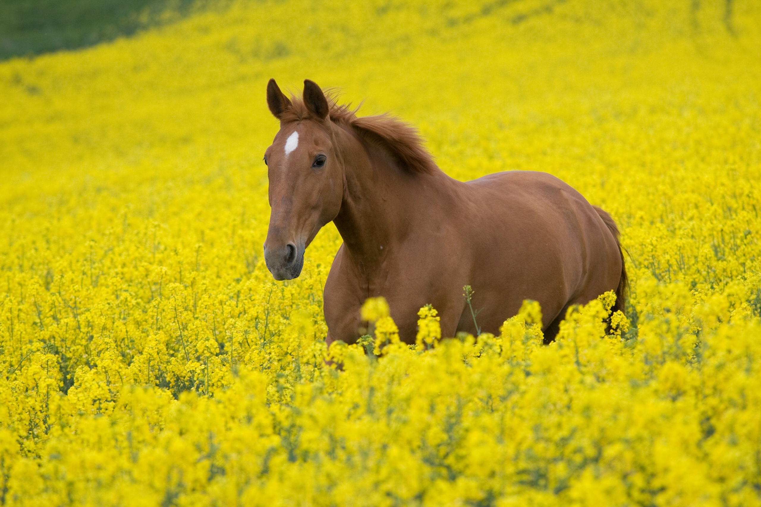horse, landscape, animals, nature, flowers, field, stroll Phone Background