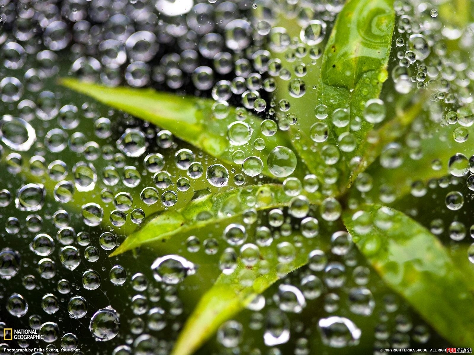 Handy-Wallpaper Pflanzen, Blätter, Wasser, Bubbles kostenlos herunterladen.