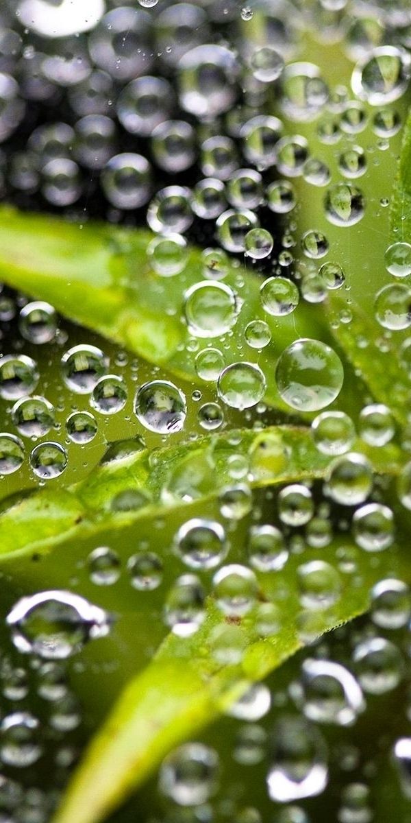 Водные растения пузырьки. Капельки на листьях. Вода и растения. Травы в пузырьках.