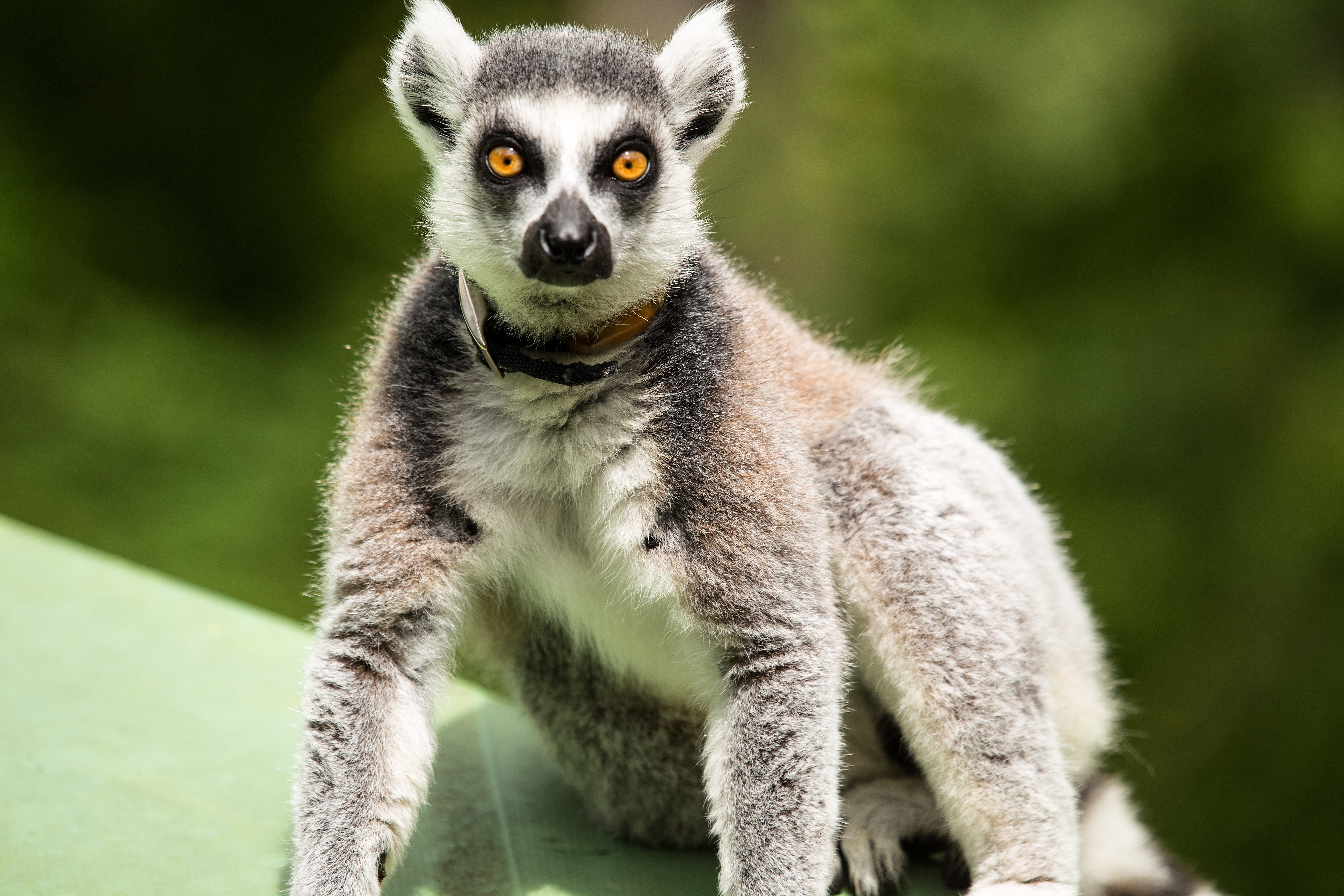 68316 Hintergrundbild herunterladen lemur, tiere, stehen, stand, überraschung, erstaunen - Bildschirmschoner und Bilder kostenlos