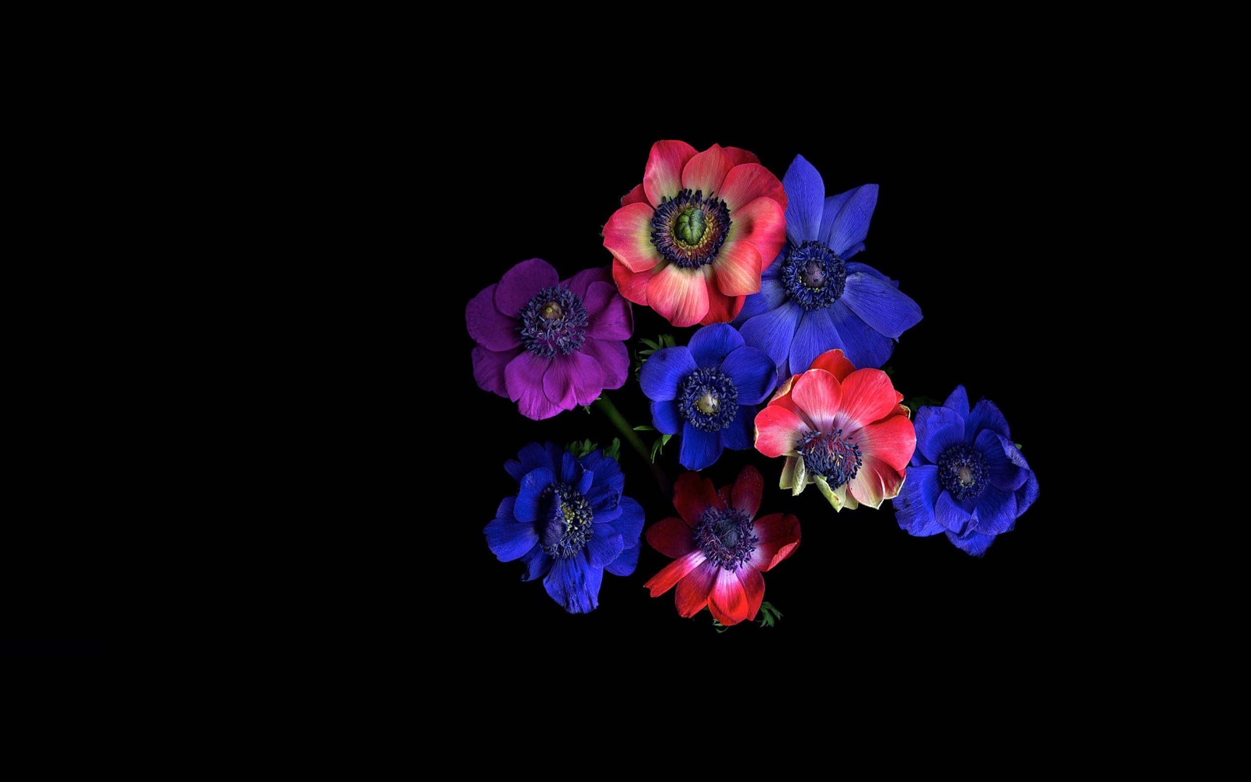 380619 завантажити шпалери земля, анемона, синя квітка, квітка, природа, червона квітка, флауерзи - заставки і картинки безкоштовно