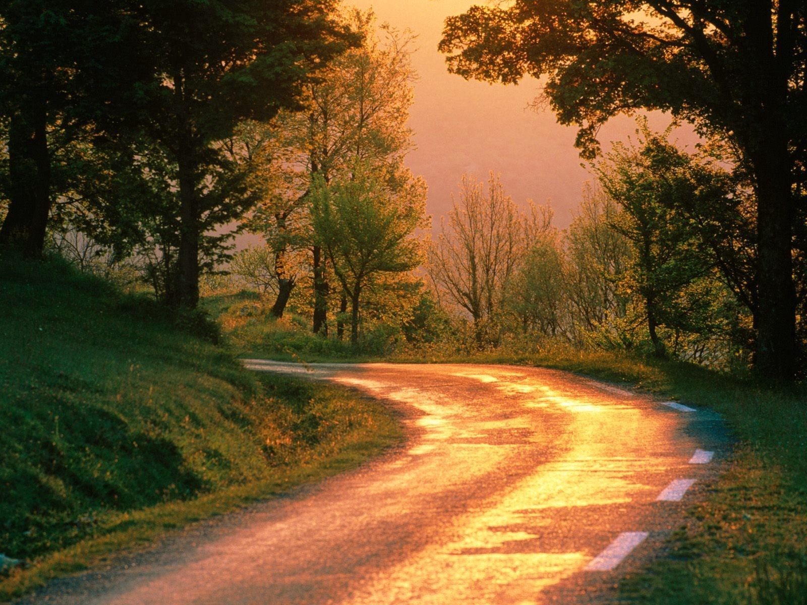 morning, nature, road, turn, forest
