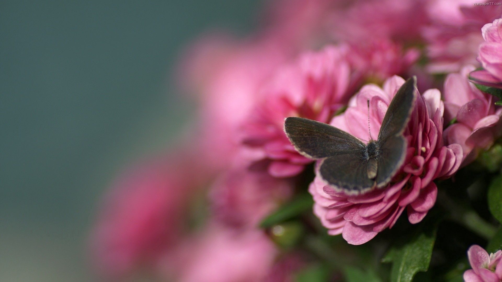 Free download wallpaper Macro, Beautiful, Flight, Butterfly, Flower on your PC desktop