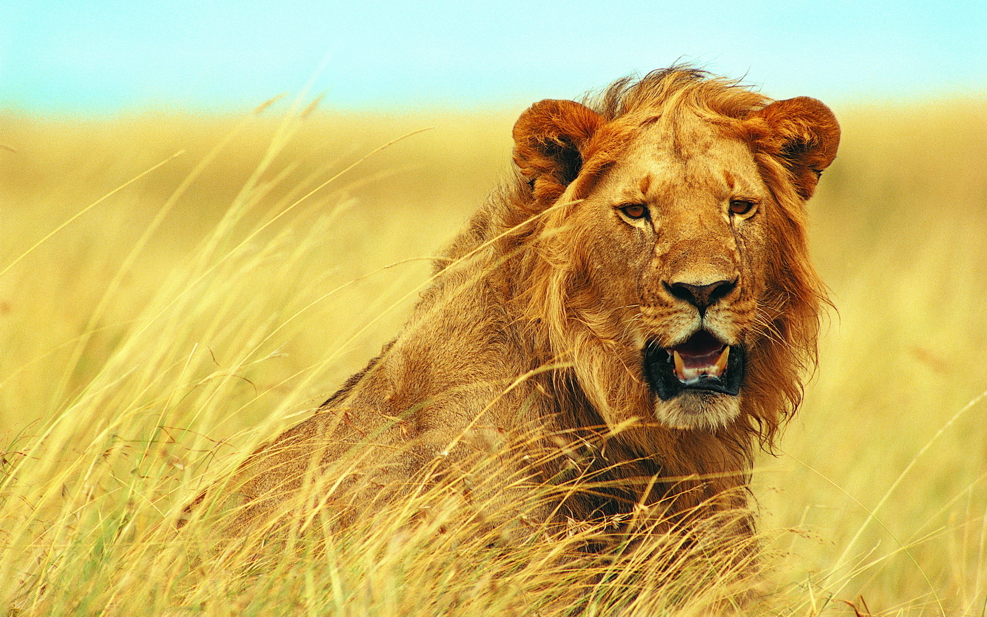 240818 下載圖片 动物, 狮子, 猫 - 免費壁紙和屏保