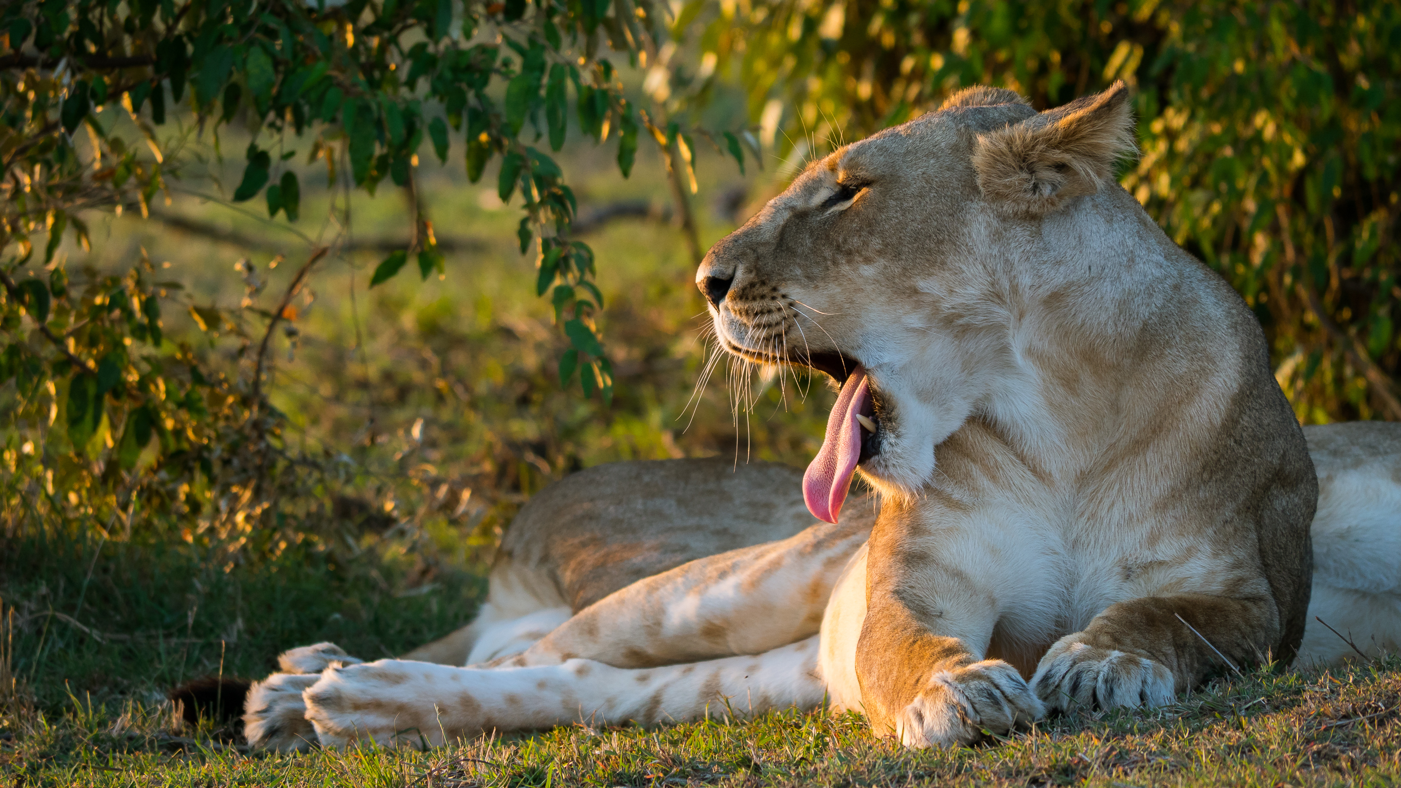 lioness, animals, muzzle, to fall, mouth, protruding tongue, tongue stuck out