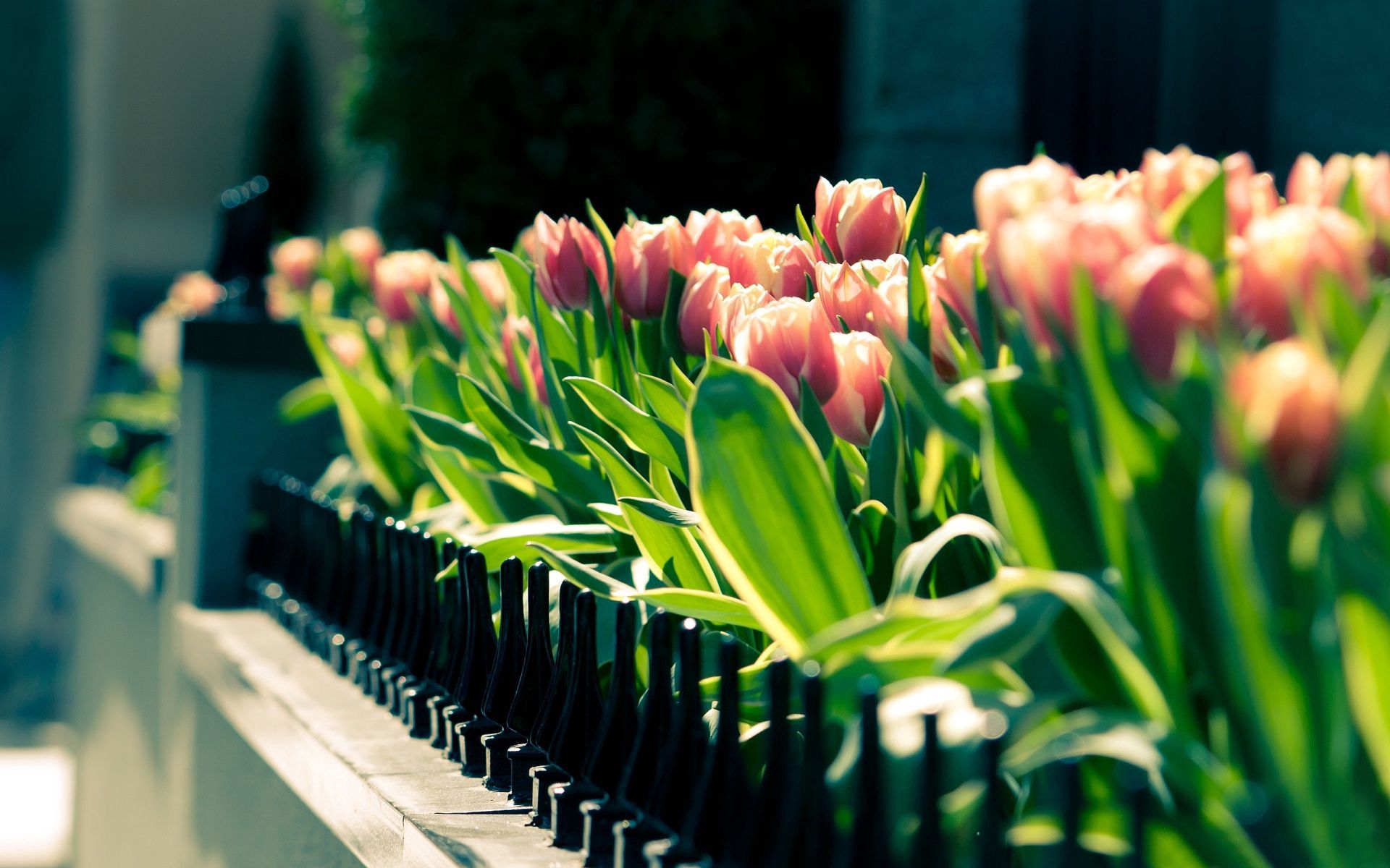 105124 скачать картинку тюльпаны, весна, цветы, клумба, ограда, солнечно - обои и заставки бесплатно