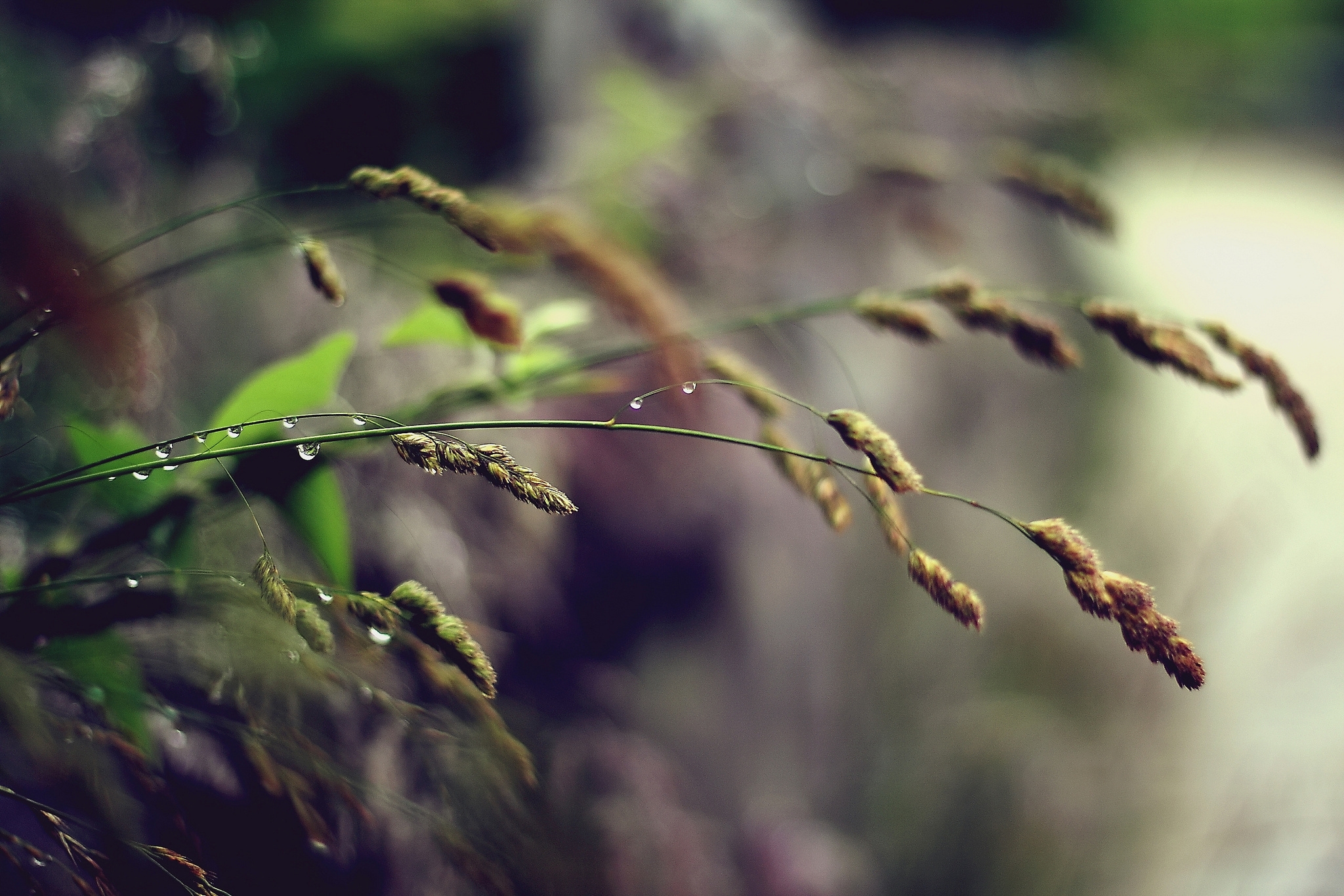 stalk, grass, plant, macro, stem HD wallpaper