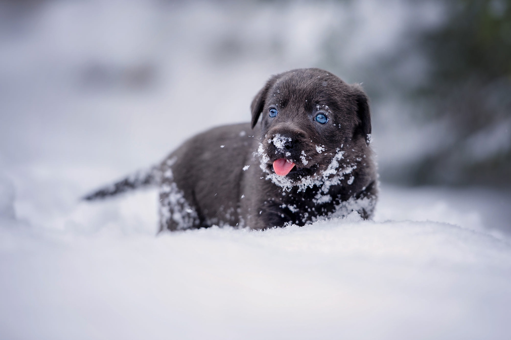 Фото собаки на снегу фото