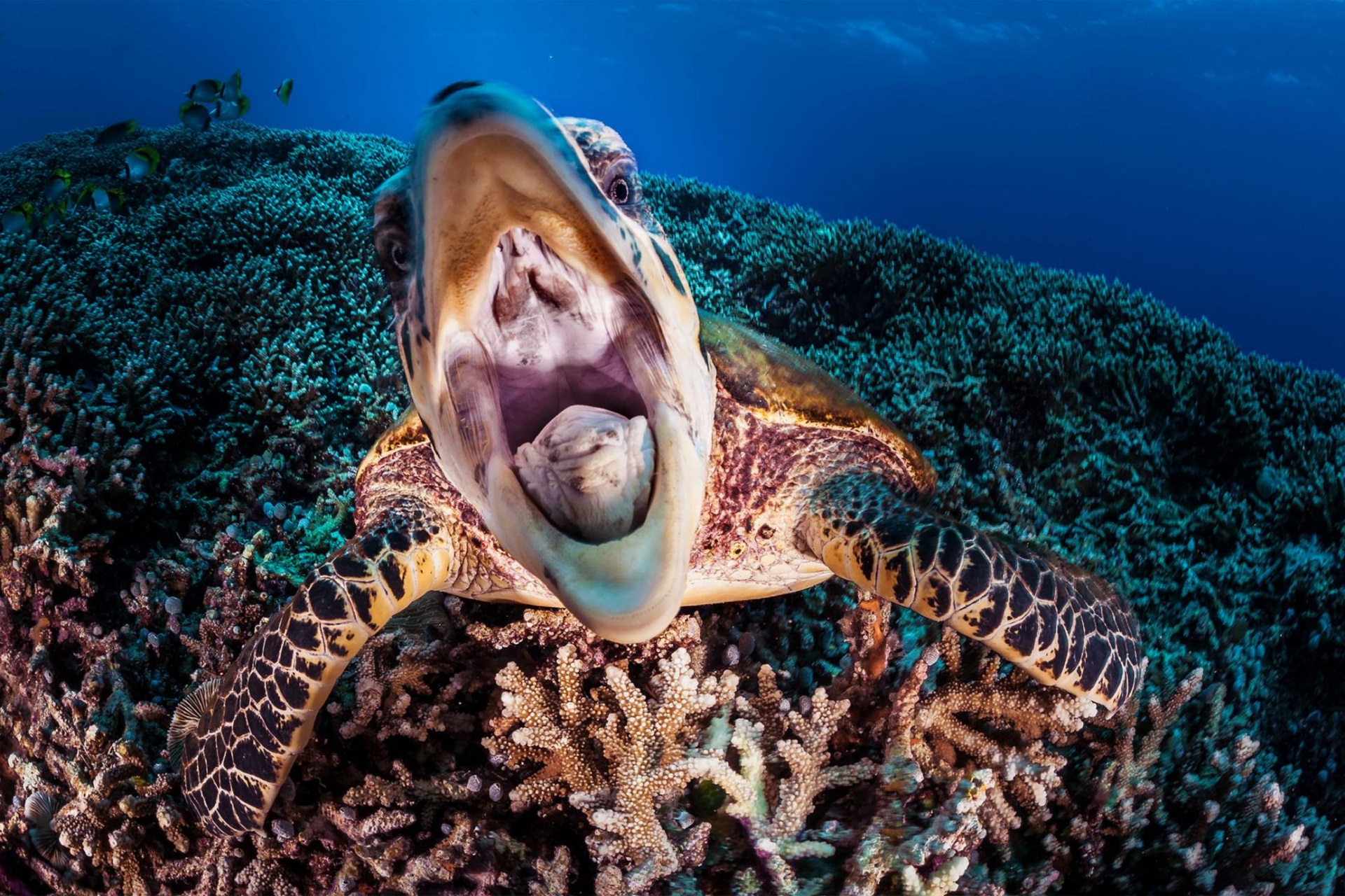 animal, sea turtle, ocean, turtle, turtles download HD wallpaper
