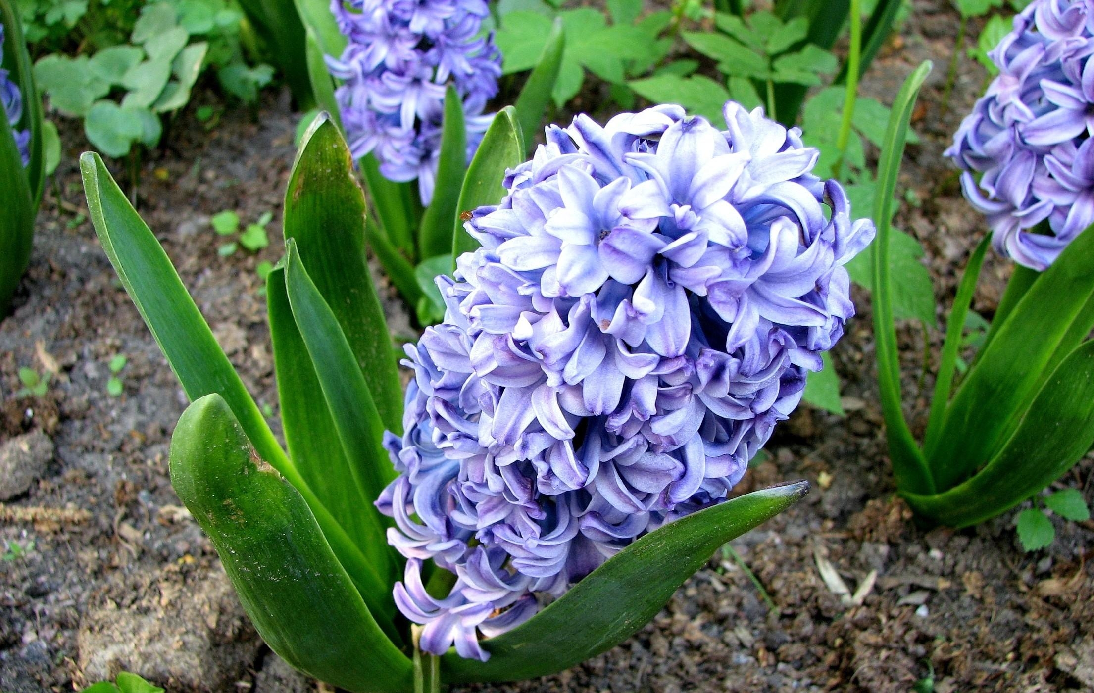flowers, hyacinth, flower, greens, flower bed, flowerbed, priming, ground