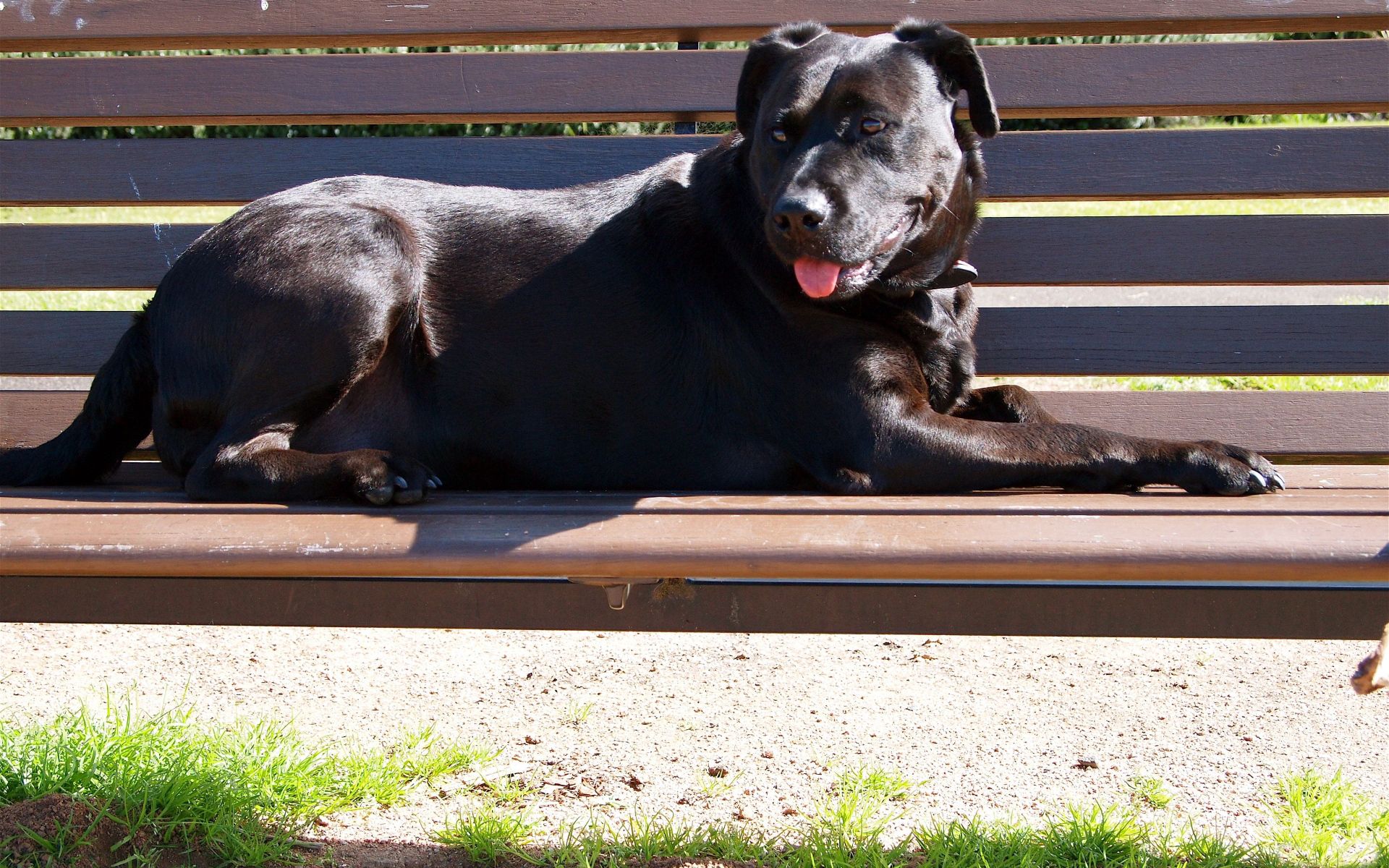 animals, to lie down, lie, dog, protruding tongue, tongue stuck out, bench