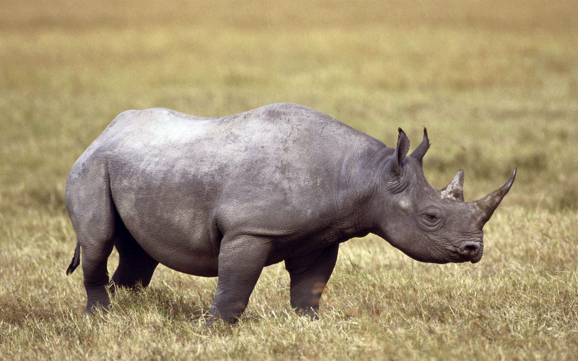 Download background animals, grass, field, rhinoceros, horn