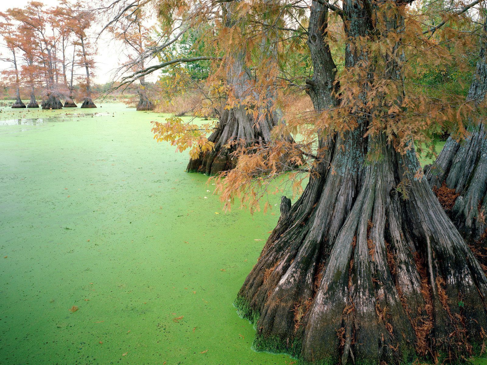 roots, nature, trees, autumn, swamp, tina, slime