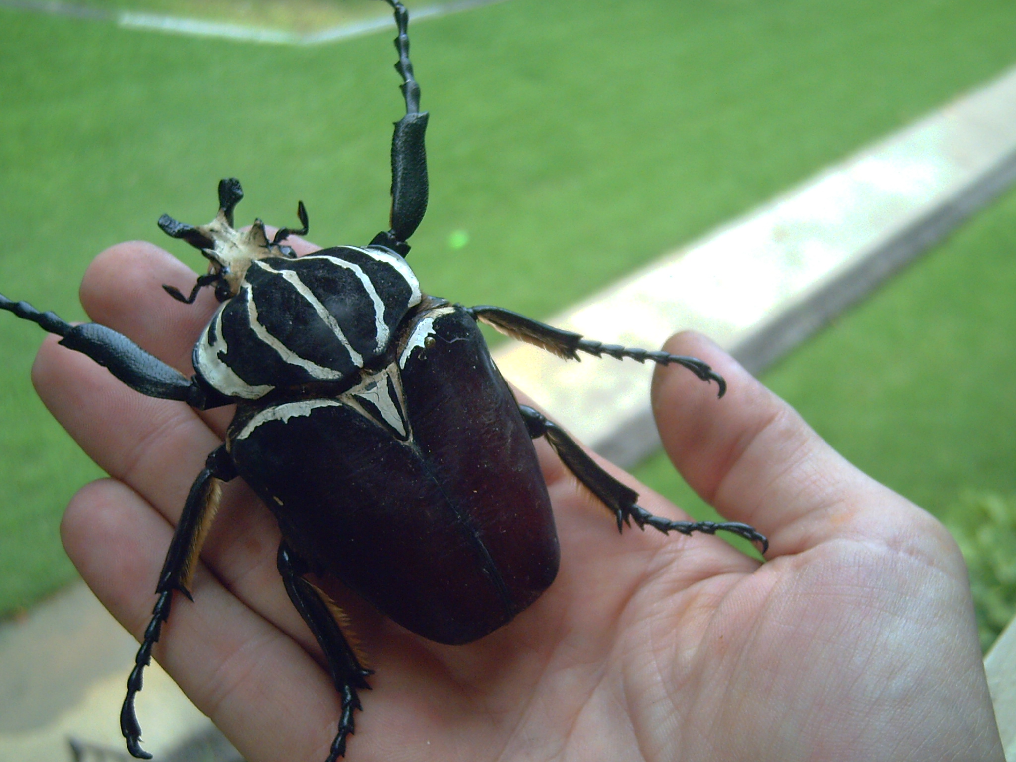 Самый большой жук в мире фото и название